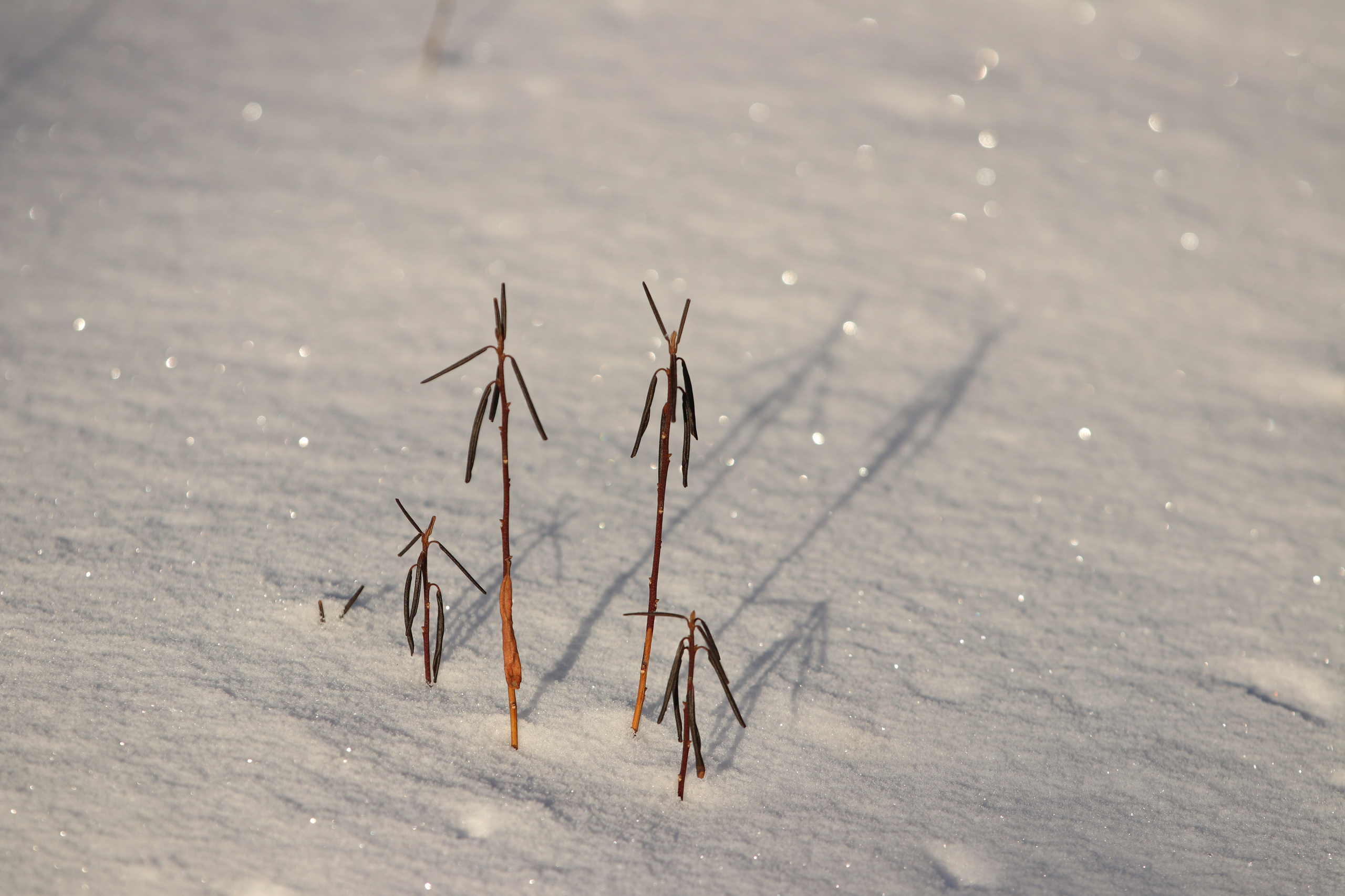 Аршан. Январь 2024. Путешественник-фотограф из Санкт-Петербурга Татьяна Свистулина