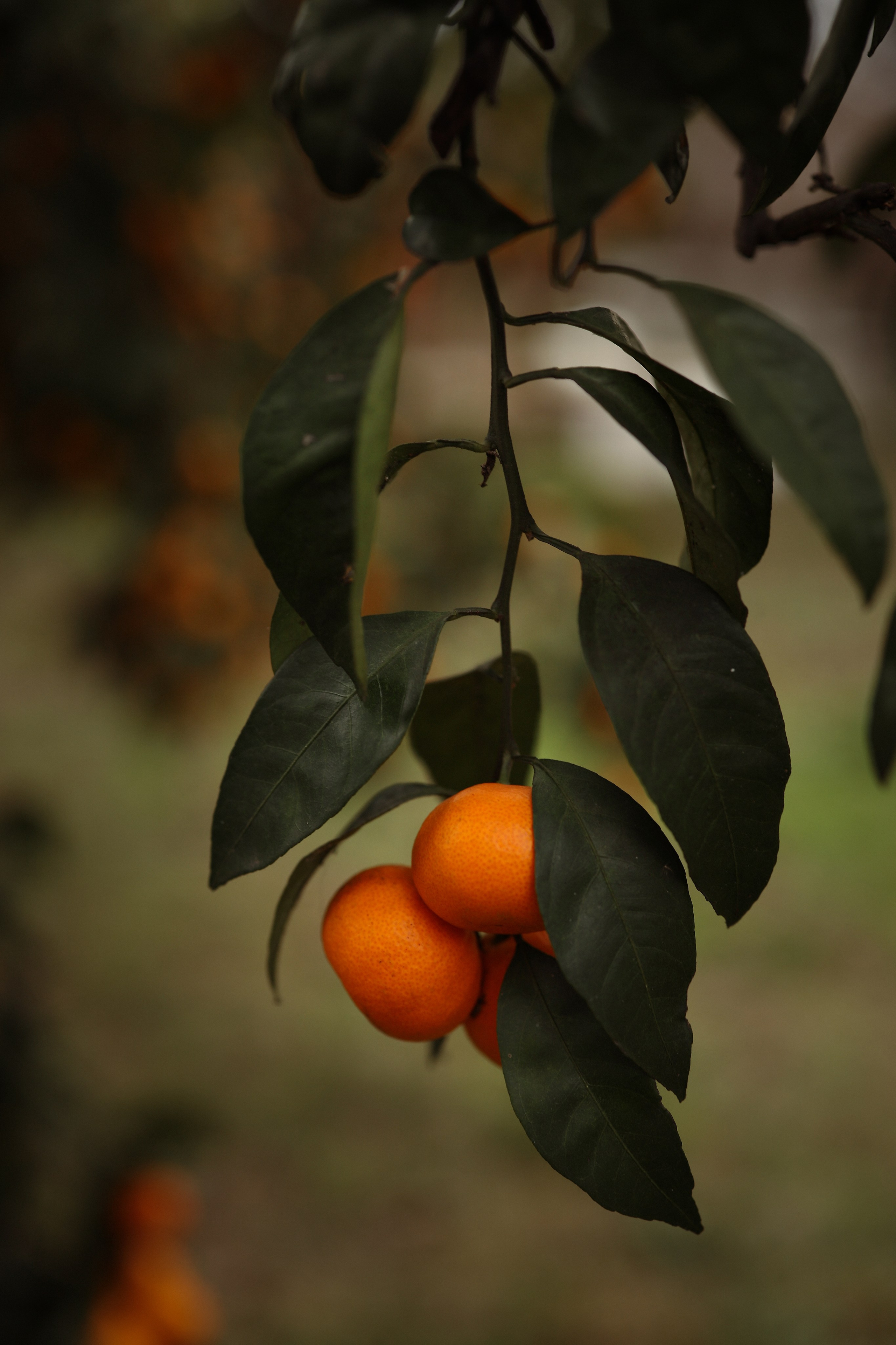 Семейная фотосессия в саду мандаринов. Свадебный и семейный фотограф в Абхазии Жанна Соснина