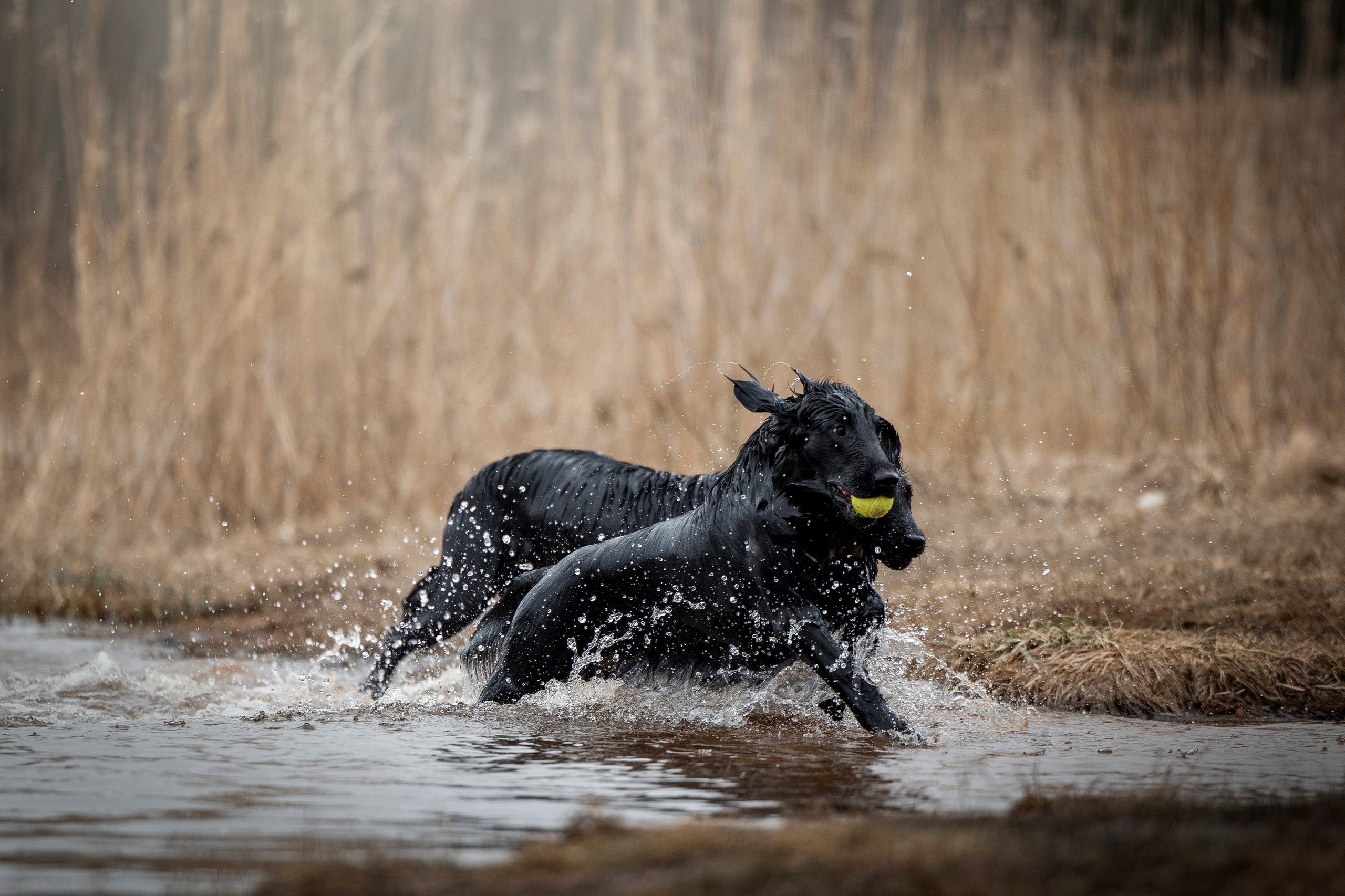 Ора, Ева, Рози и их семья. Фотограф — Анималист | Санкт-Петербург
