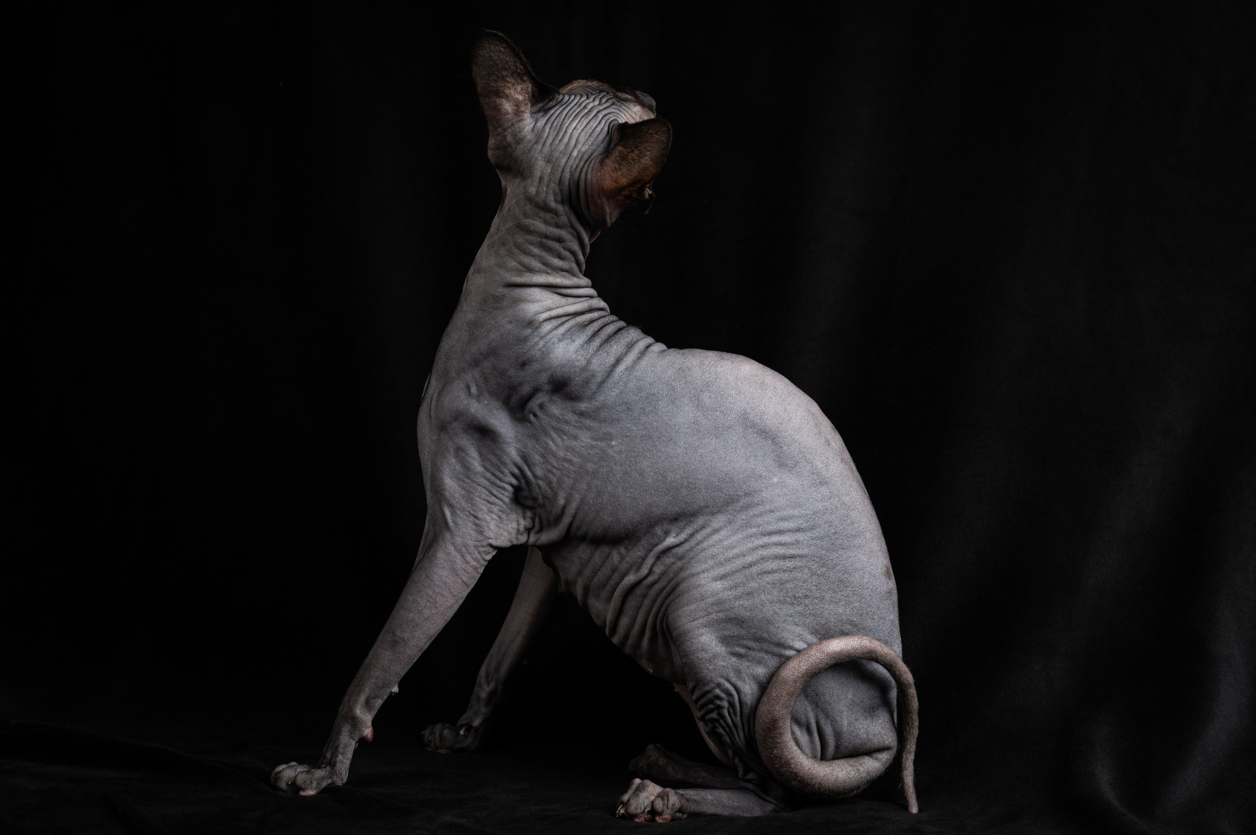 Клёпа | сфинкс. Alexandrovna photography