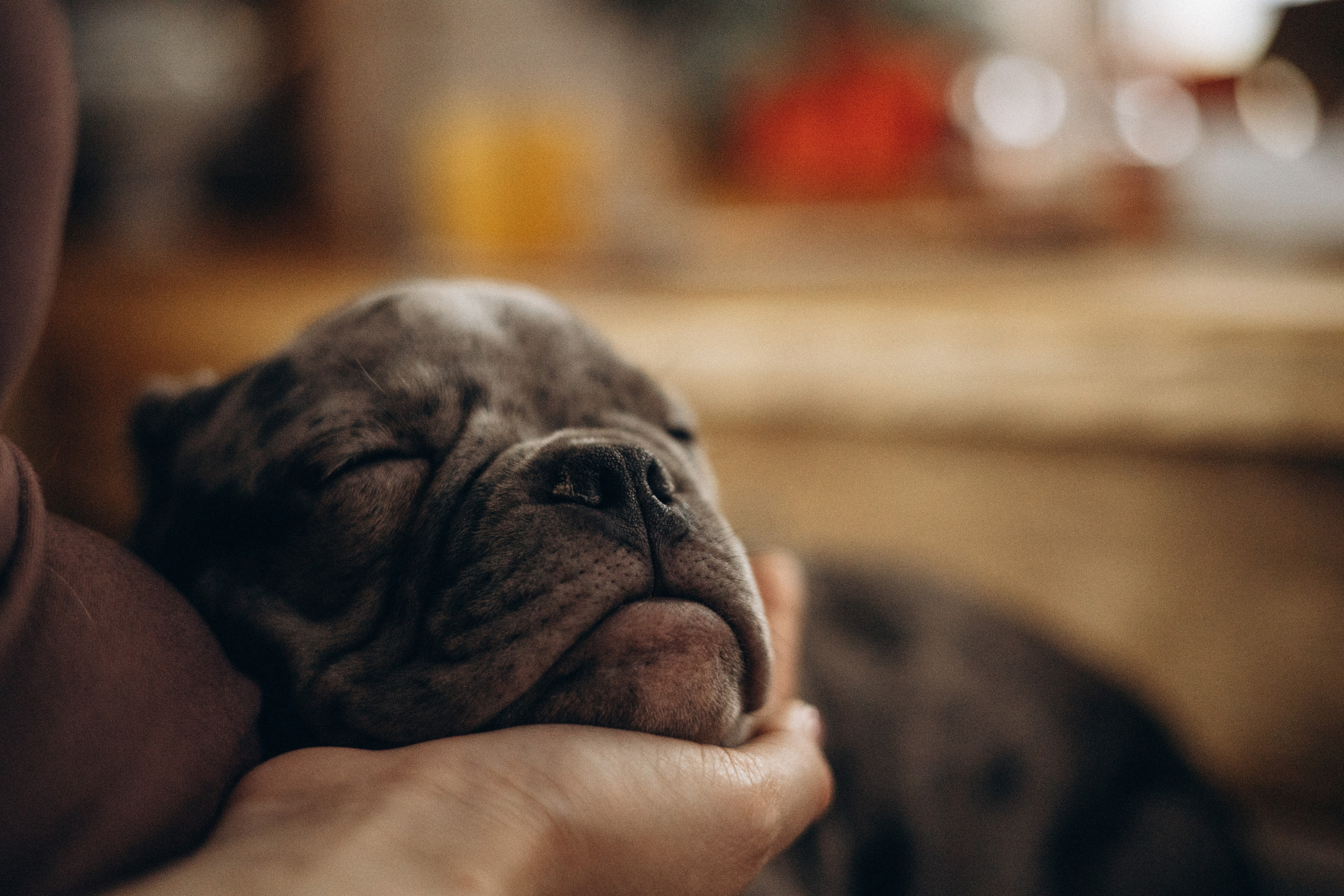 Семейная для Ксюши. Фотограф — Анималист | Санкт-Петербург