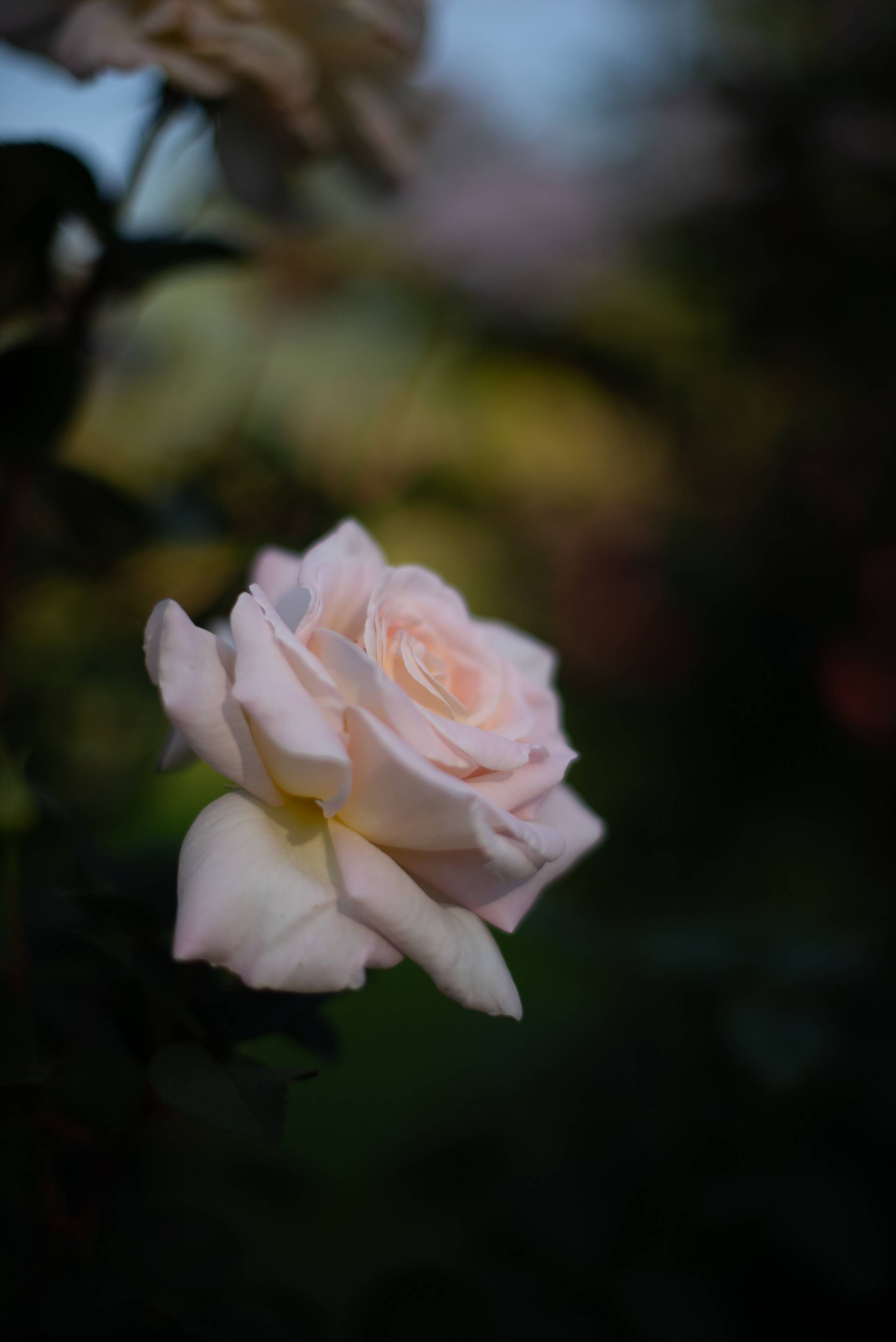 Цветы сада МГУ. Victoria Radjevna Репортажный Фотограф — Видеограф Москва • Санкт-Петербург