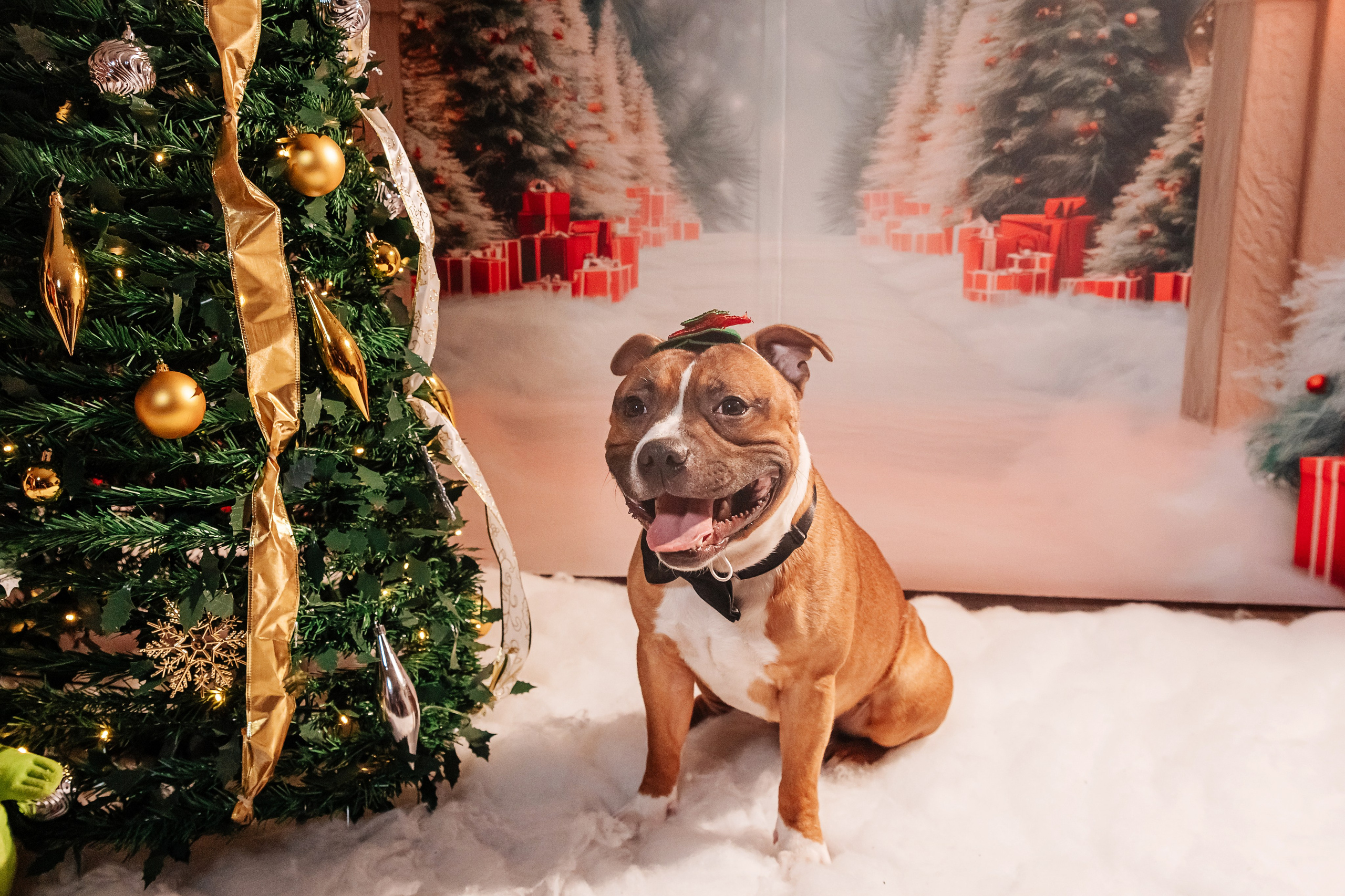 Елена и Ричи. Фотограф Иван Понкратов