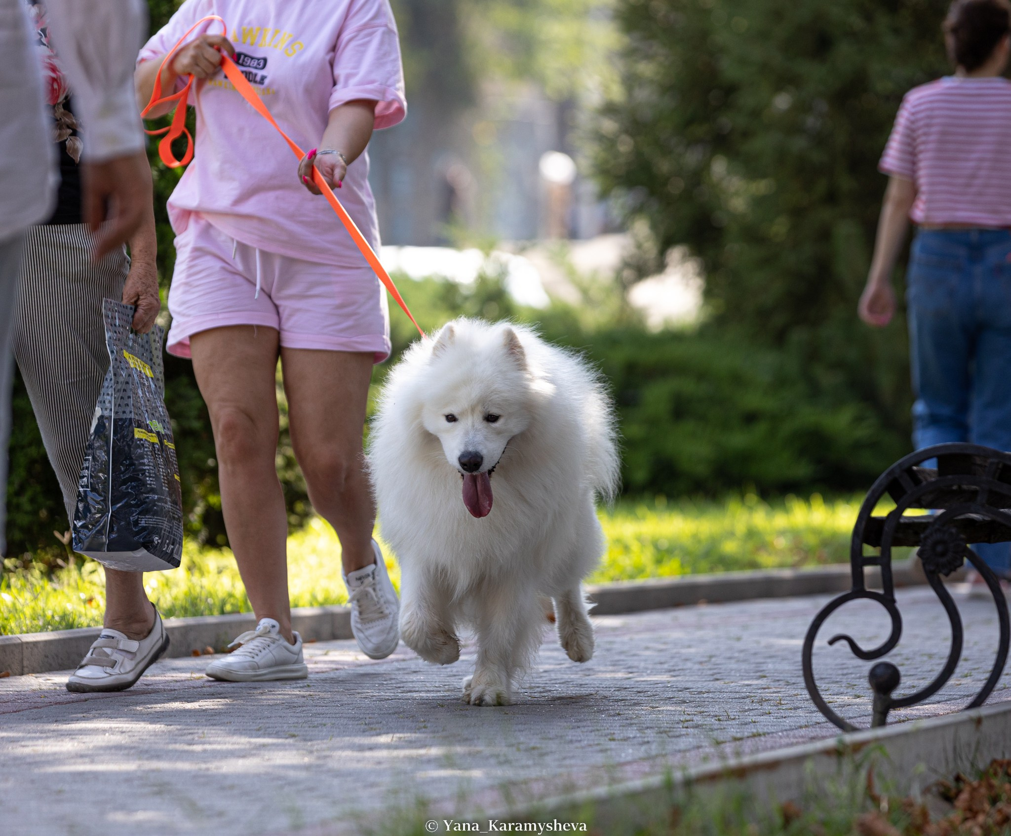 Экстерьерная, ринговая. Yana Karamysheva Animal Photo