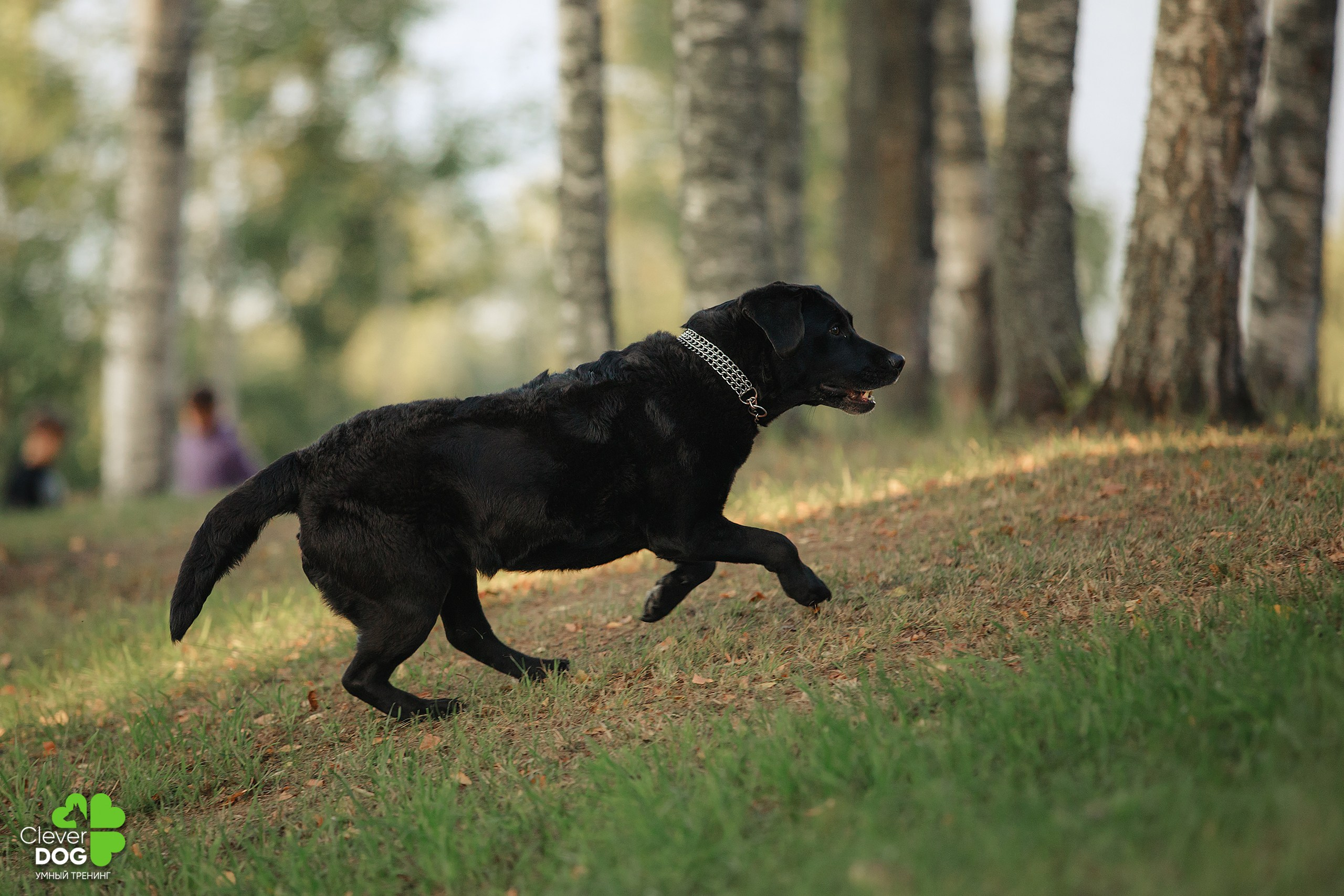 Кинологический лагерь CleverDog, 2024. Фотограф-анималист Mary Mart — Москва, Питер