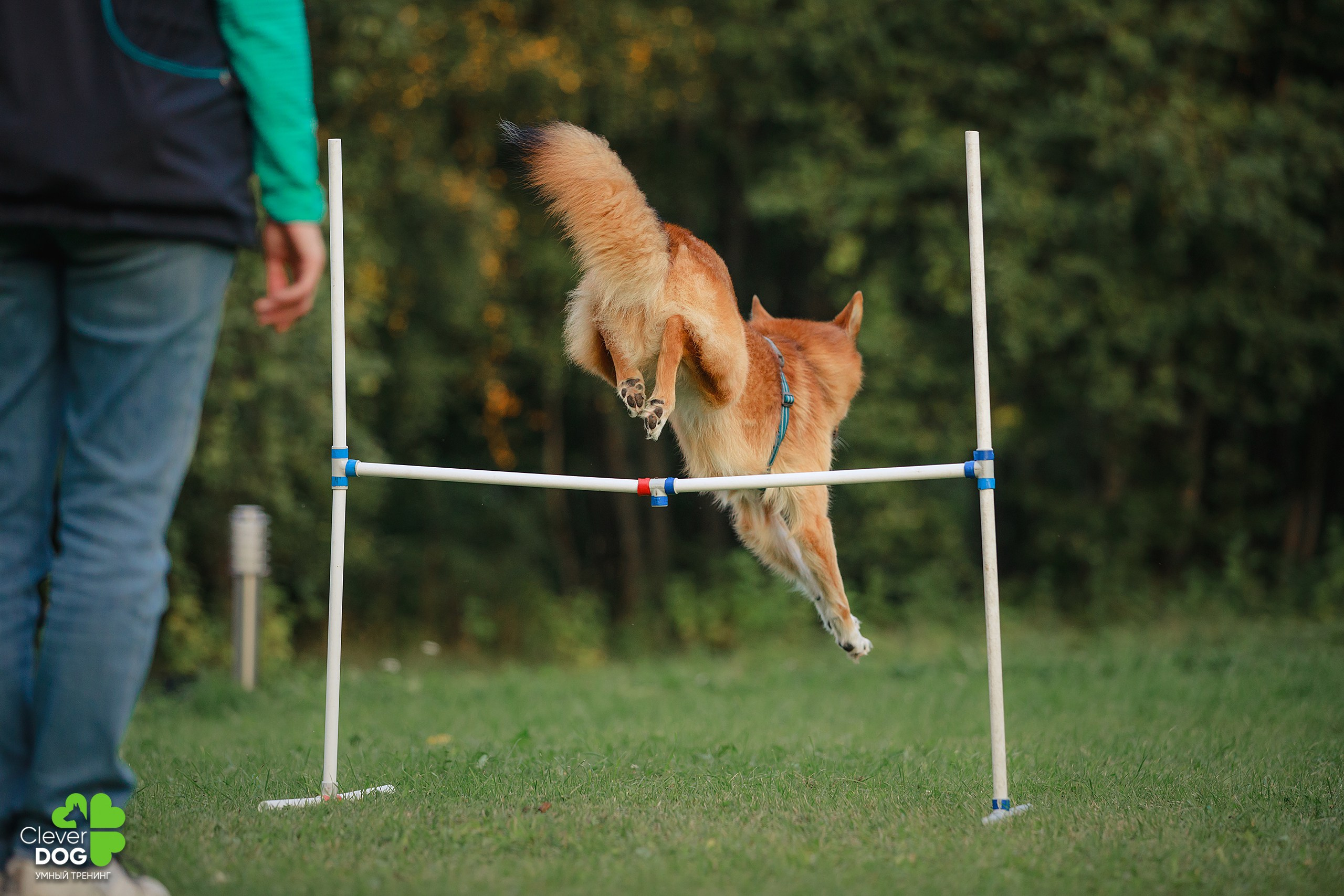 Кинологический лагерь CleverDog, 2024. Фотограф-анималист Mary Mart — Москва, Питер
