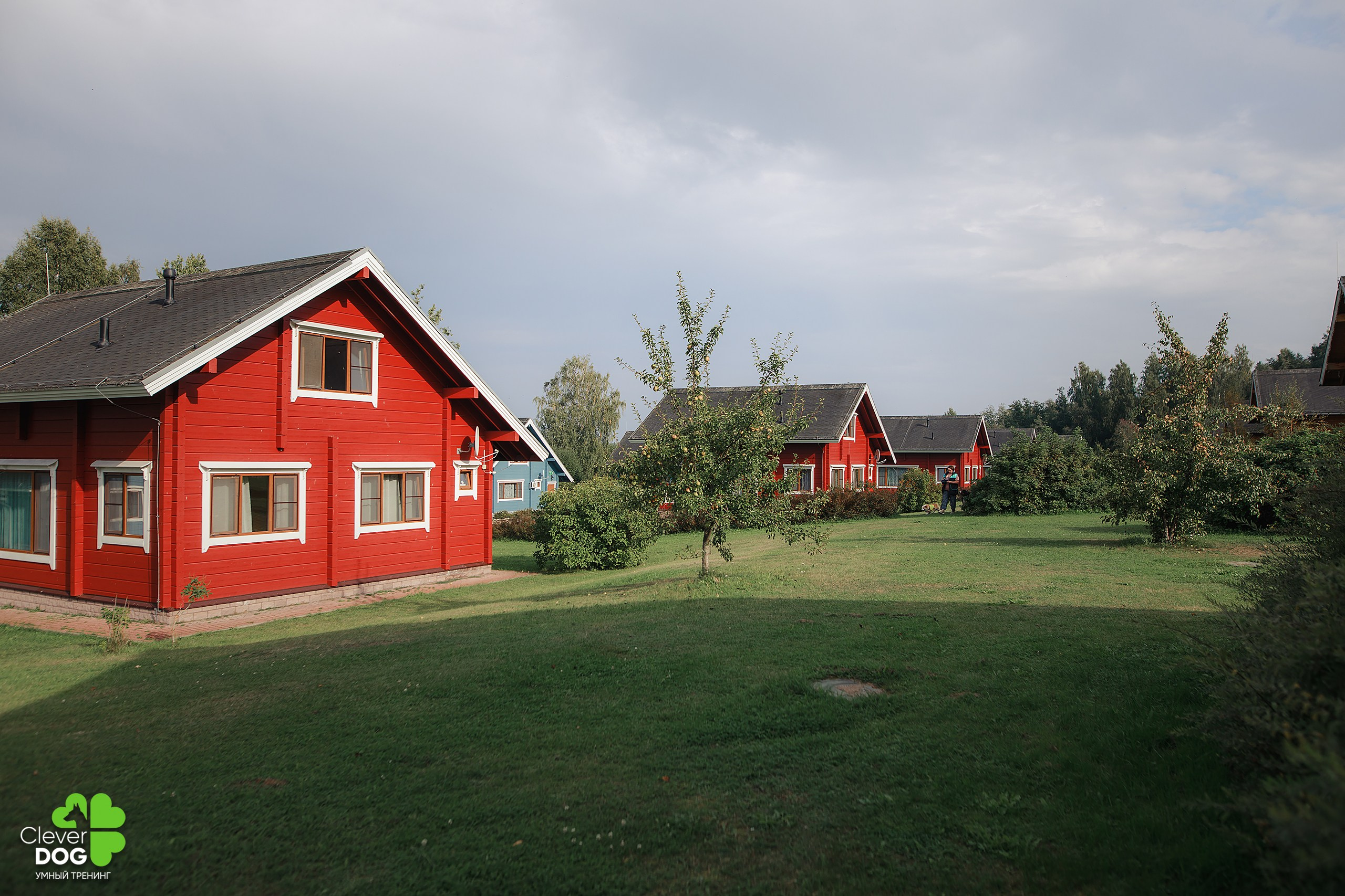 Кинологический лагерь CleverDog, 2024. Фотограф-анималист Mary Mart — Москва, Питер