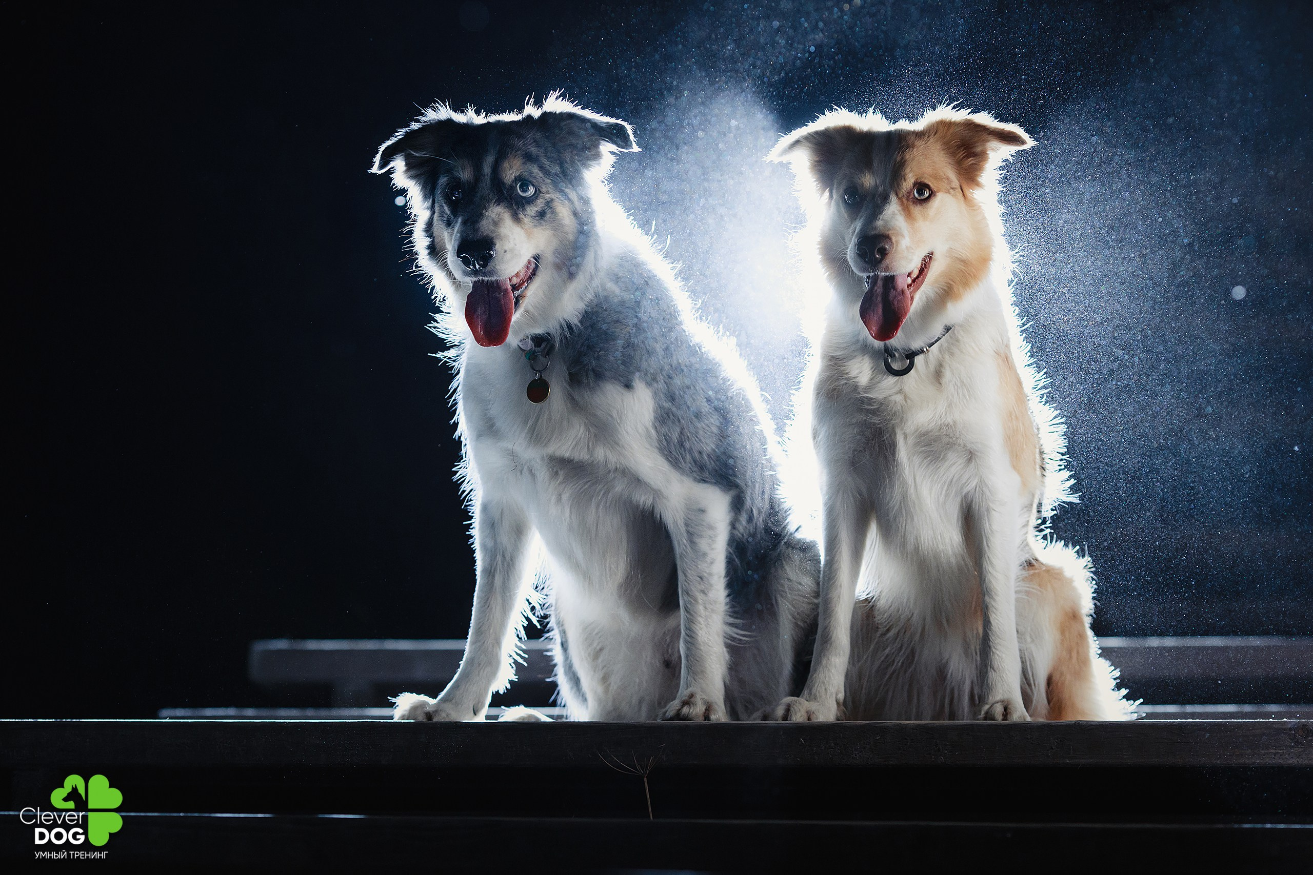 Кинологический лагерь CleverDog, 2024. Фотограф-анималист Mary Mart — Москва, Питер