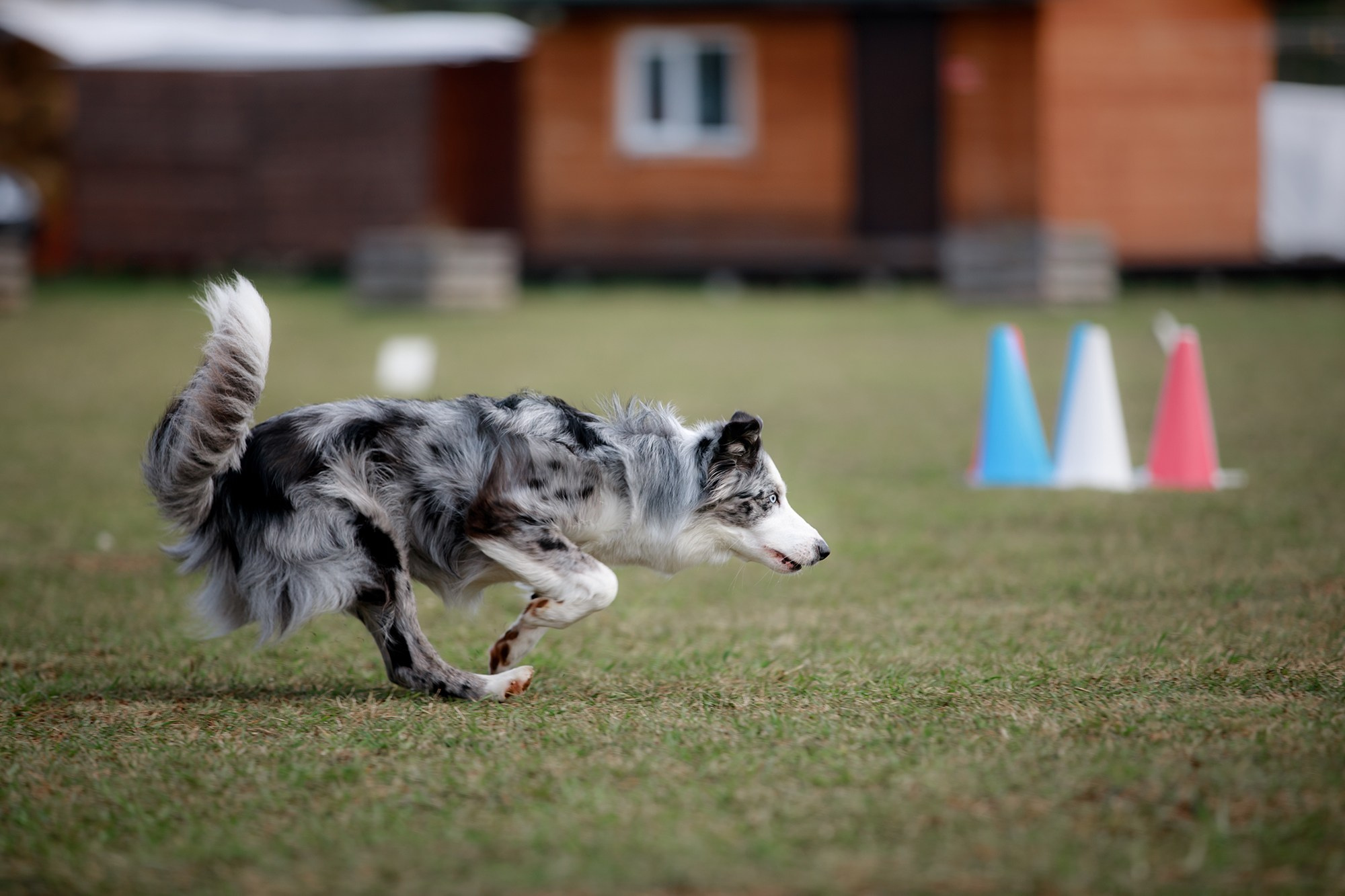 Лагерь по ОБД с Инной Баженовой. Фотограф-анималист Mary Mart — Москва, Питер