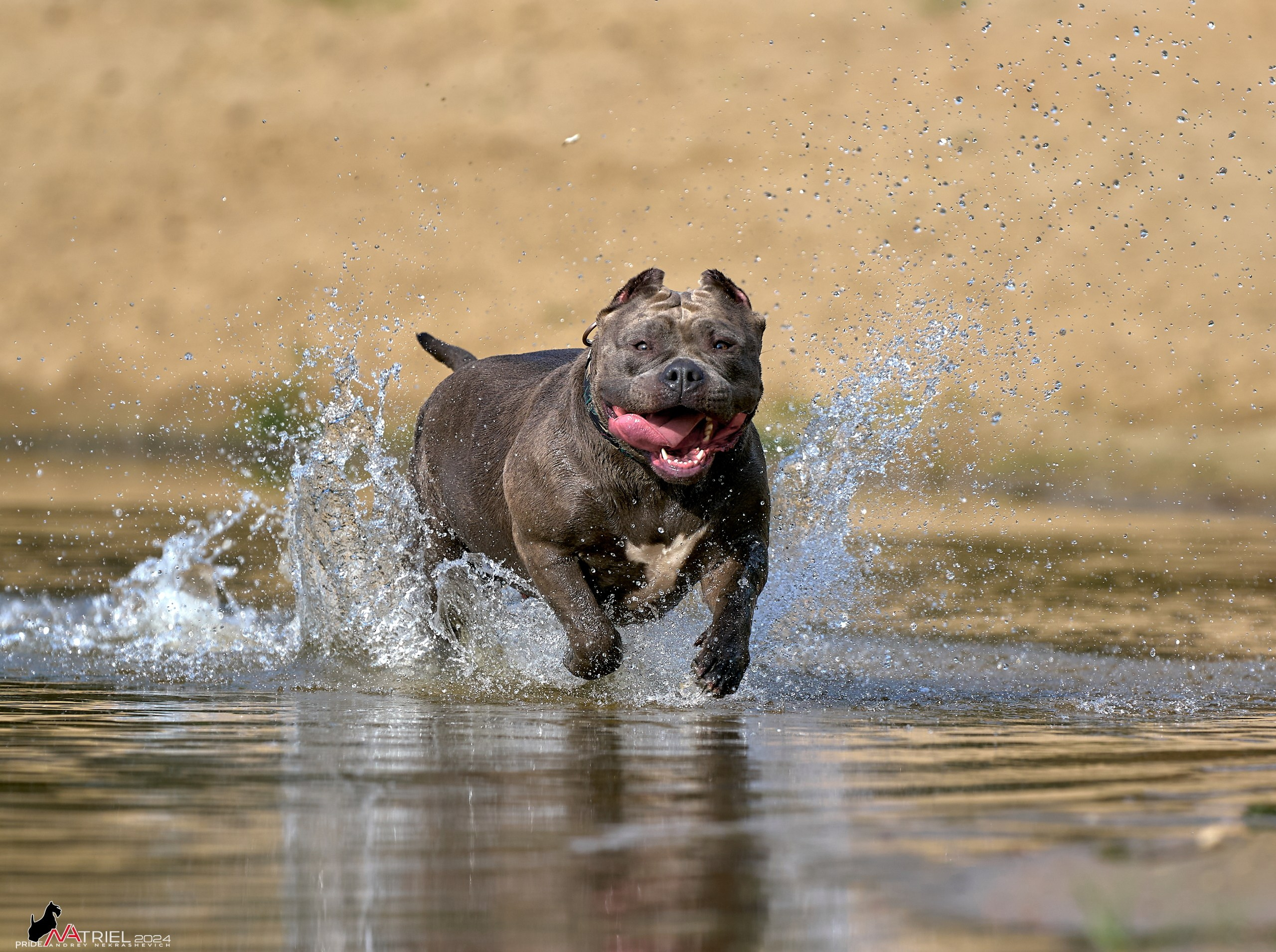 Фотопрогулка с булли