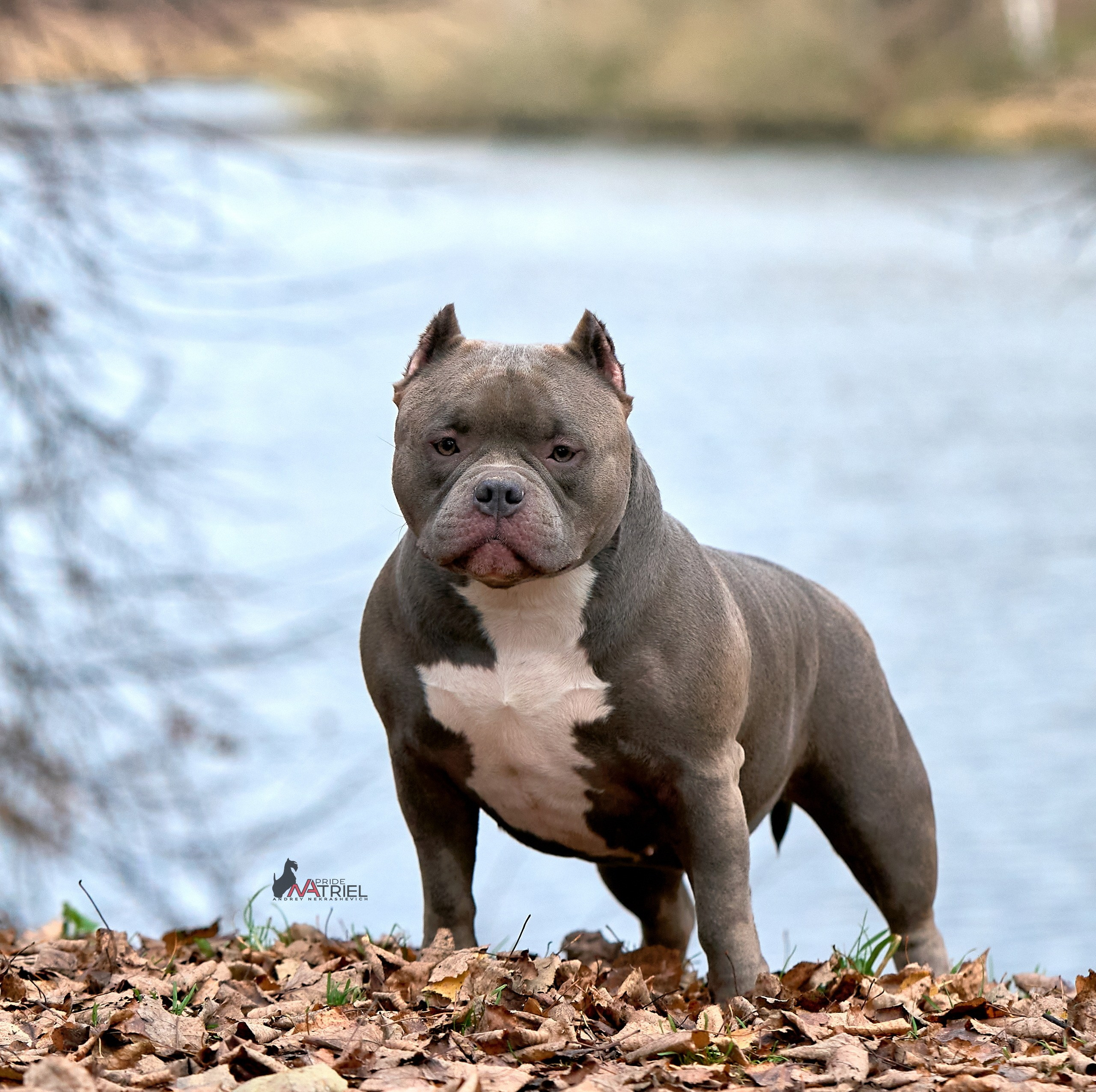 Портреты собак — галерея NATRIEL