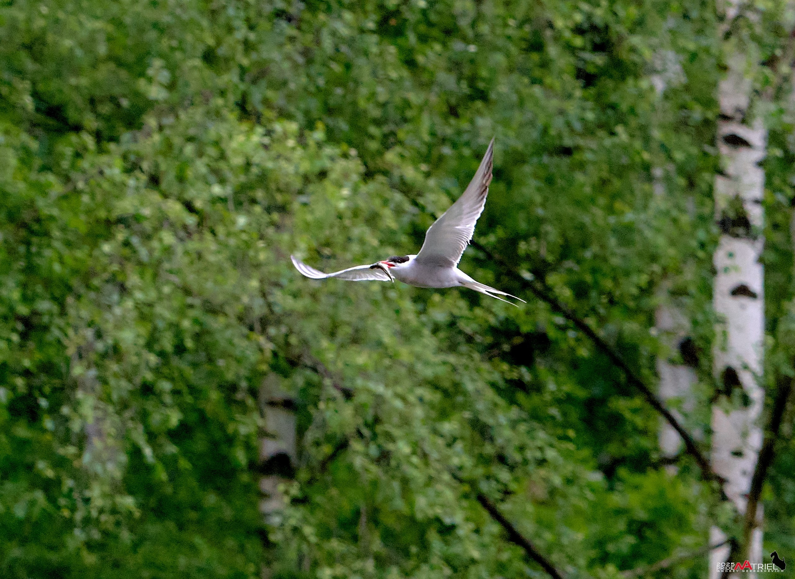 Съемка в парке на воде
