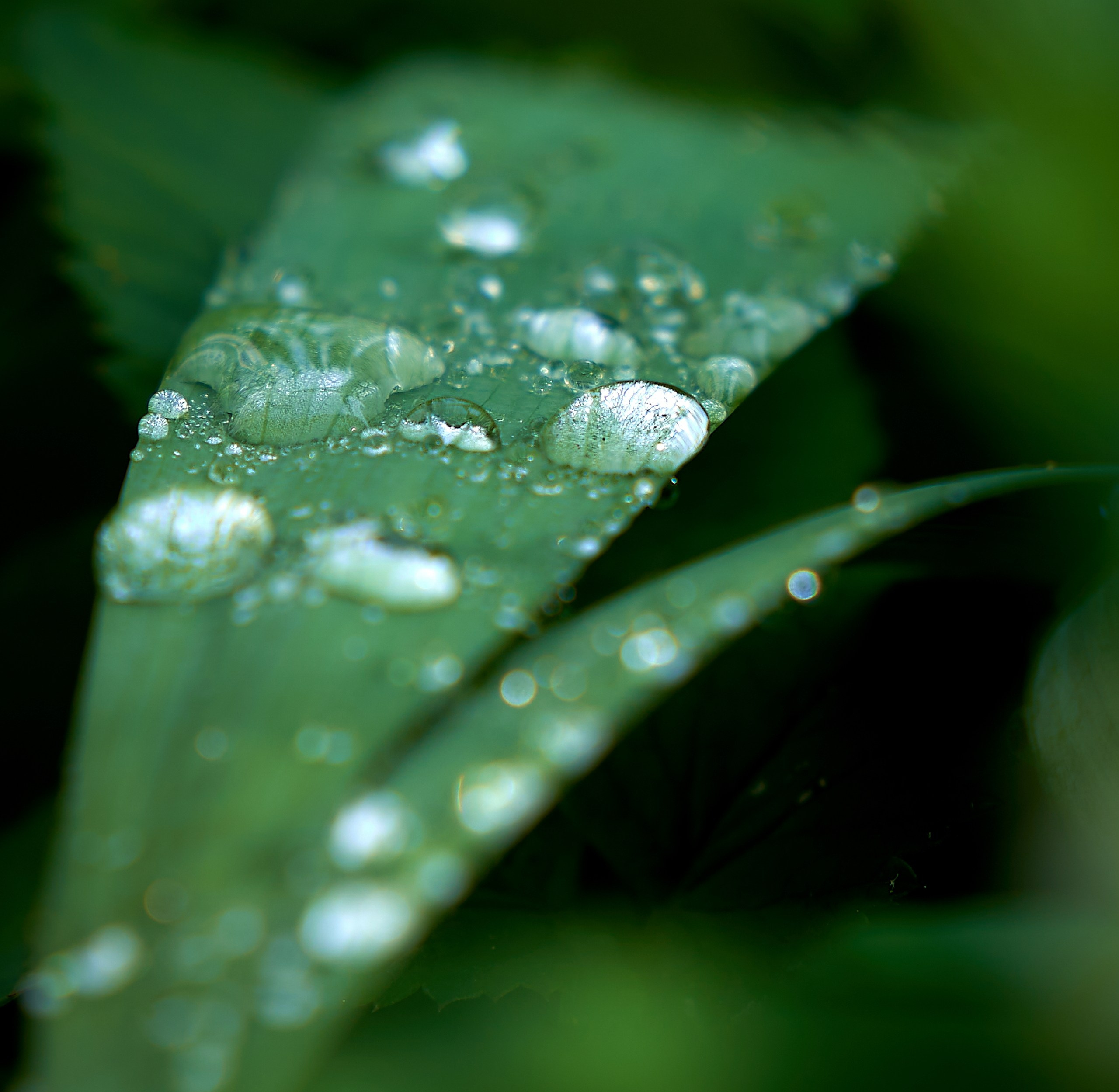 Лютики-цветочки — галерея NATRIEL