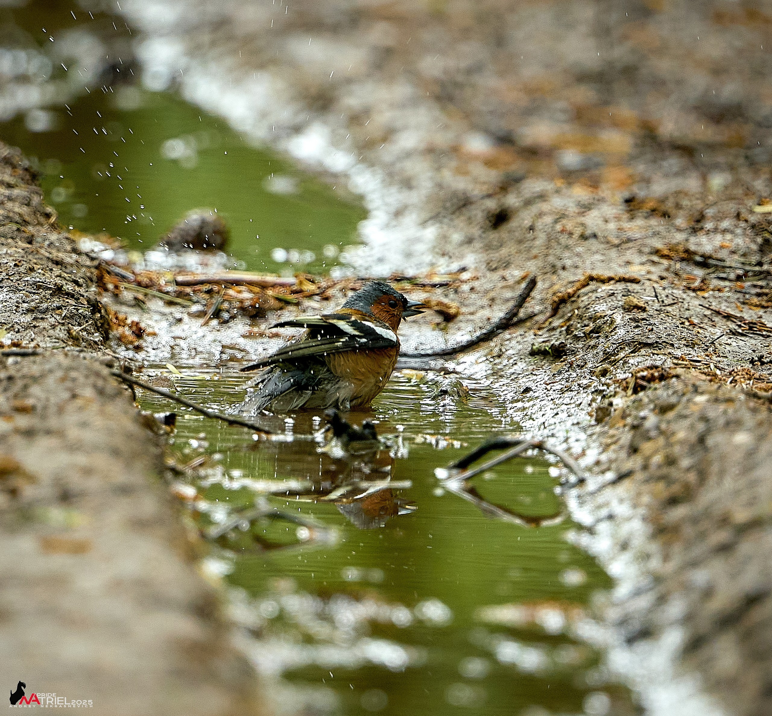 Съемка в майском лесу