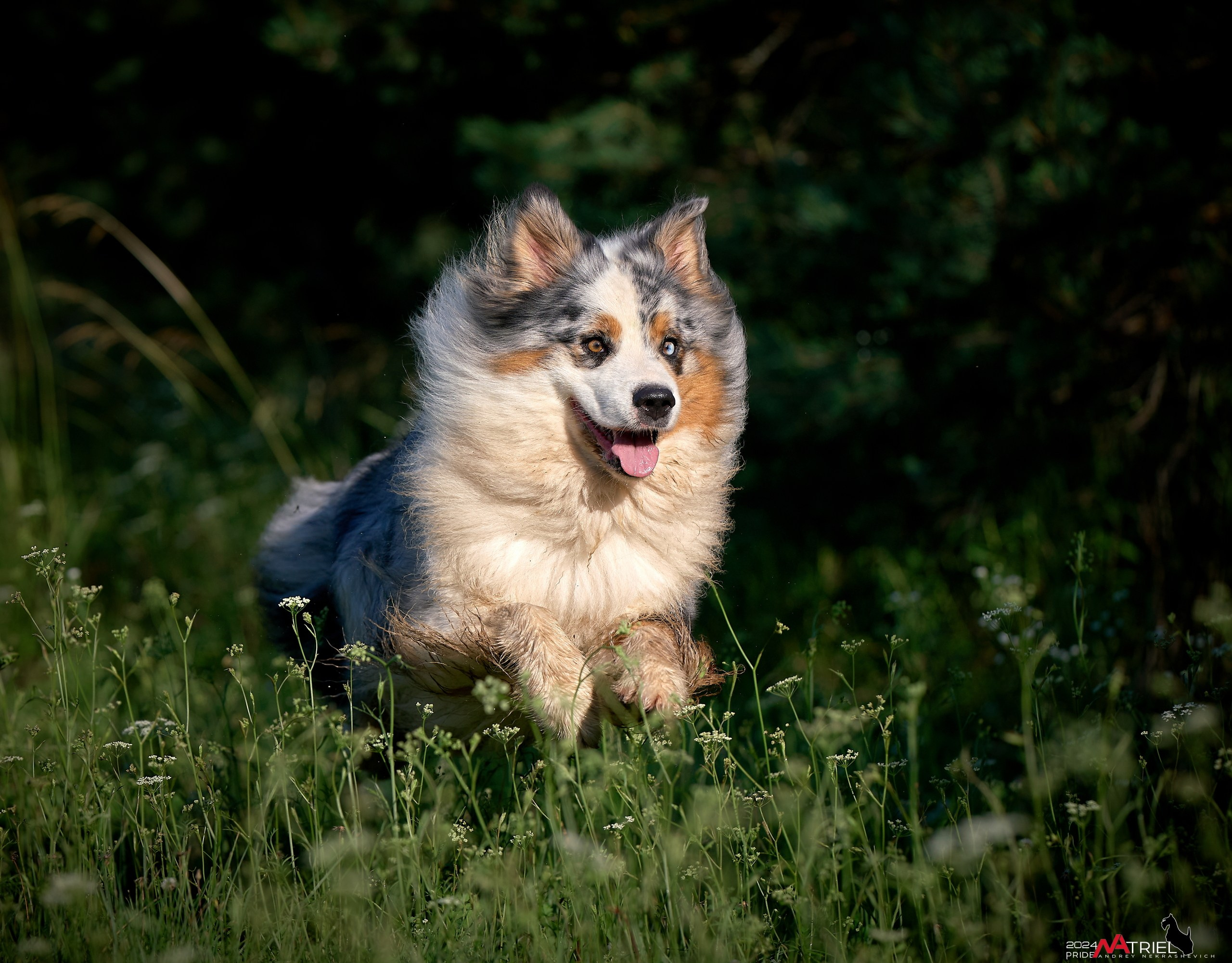 Репортаж из кинологического лагеря