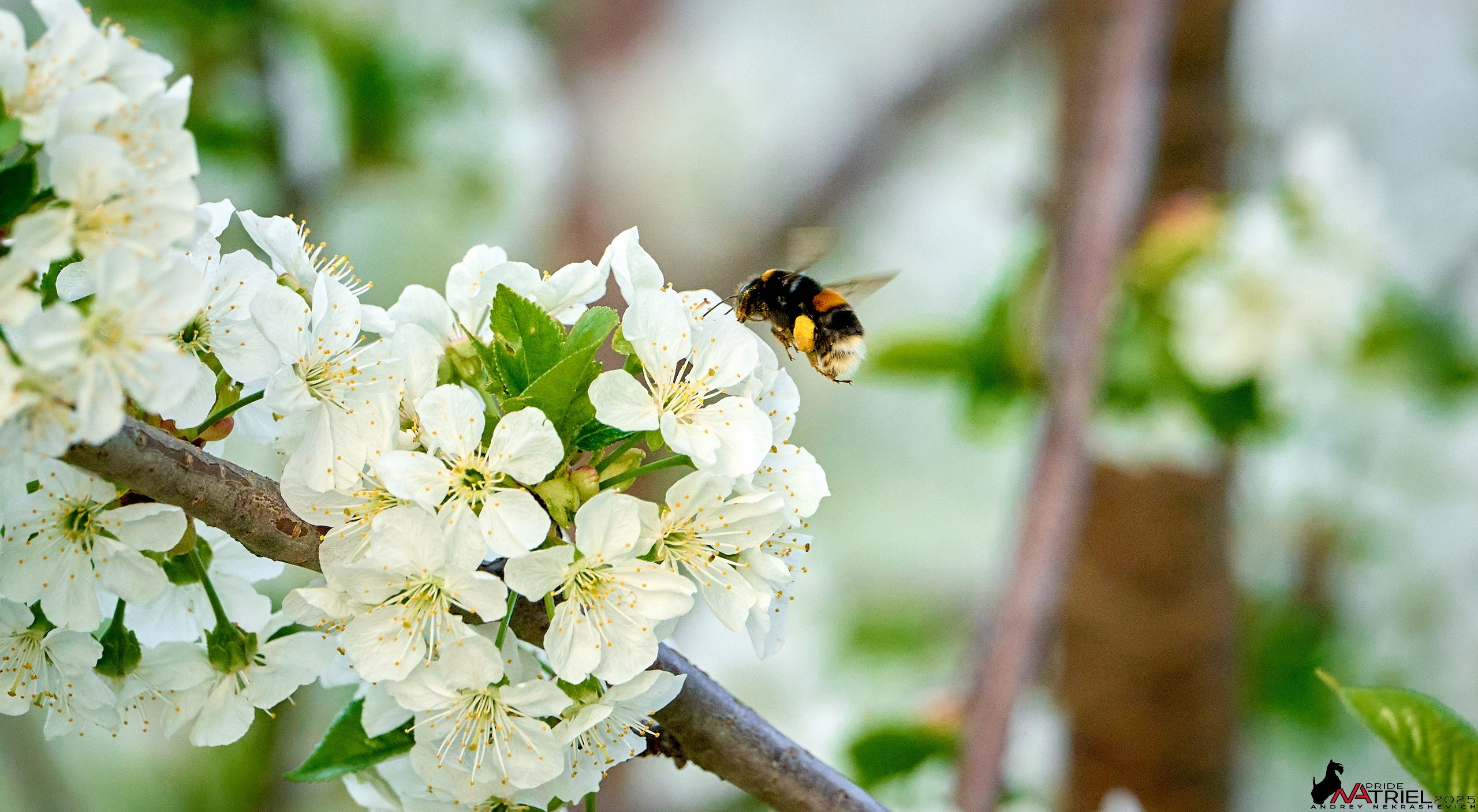 Природа в апреле. Всё в цветении!