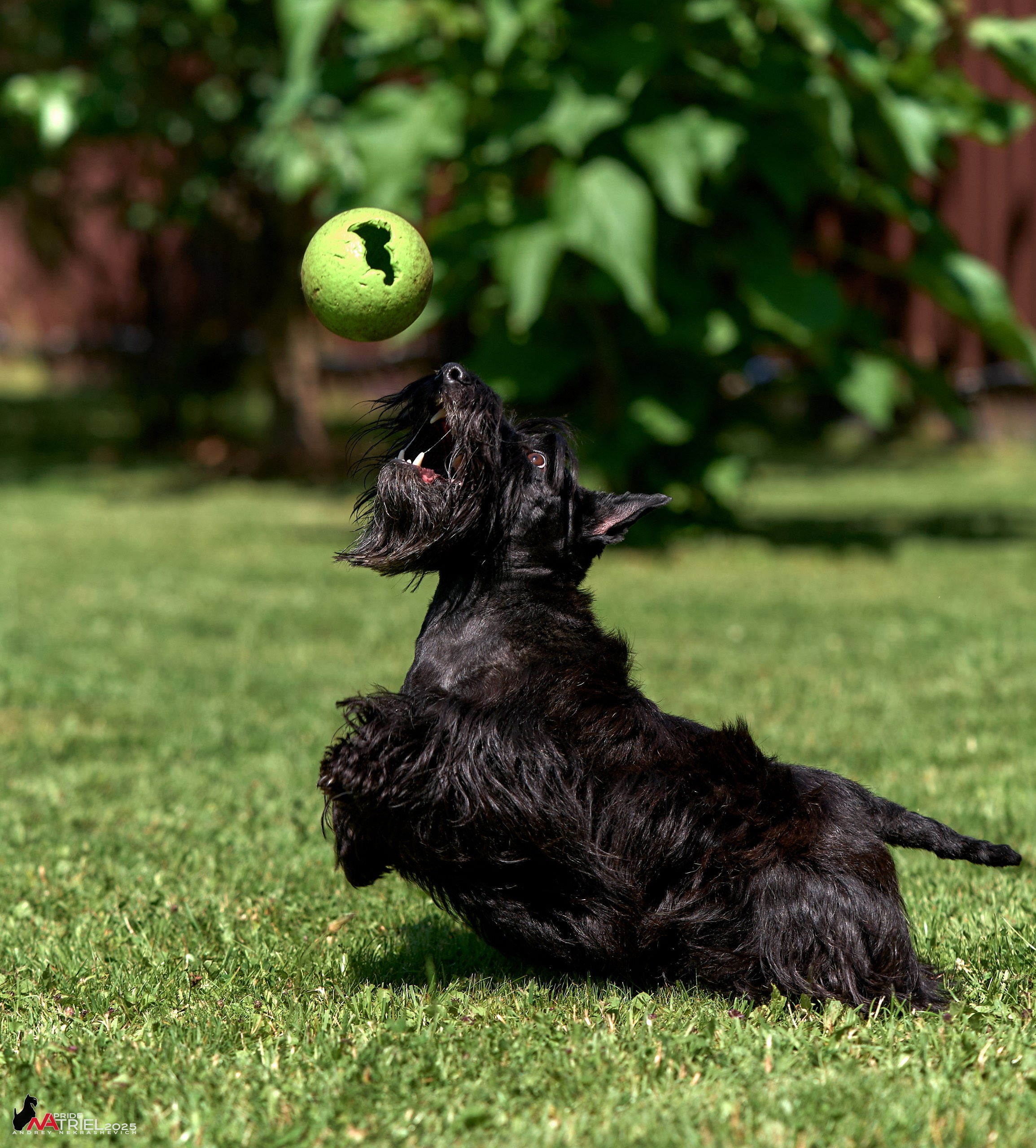 Алабаи и скотч-терьеры в питомнике у Ольги