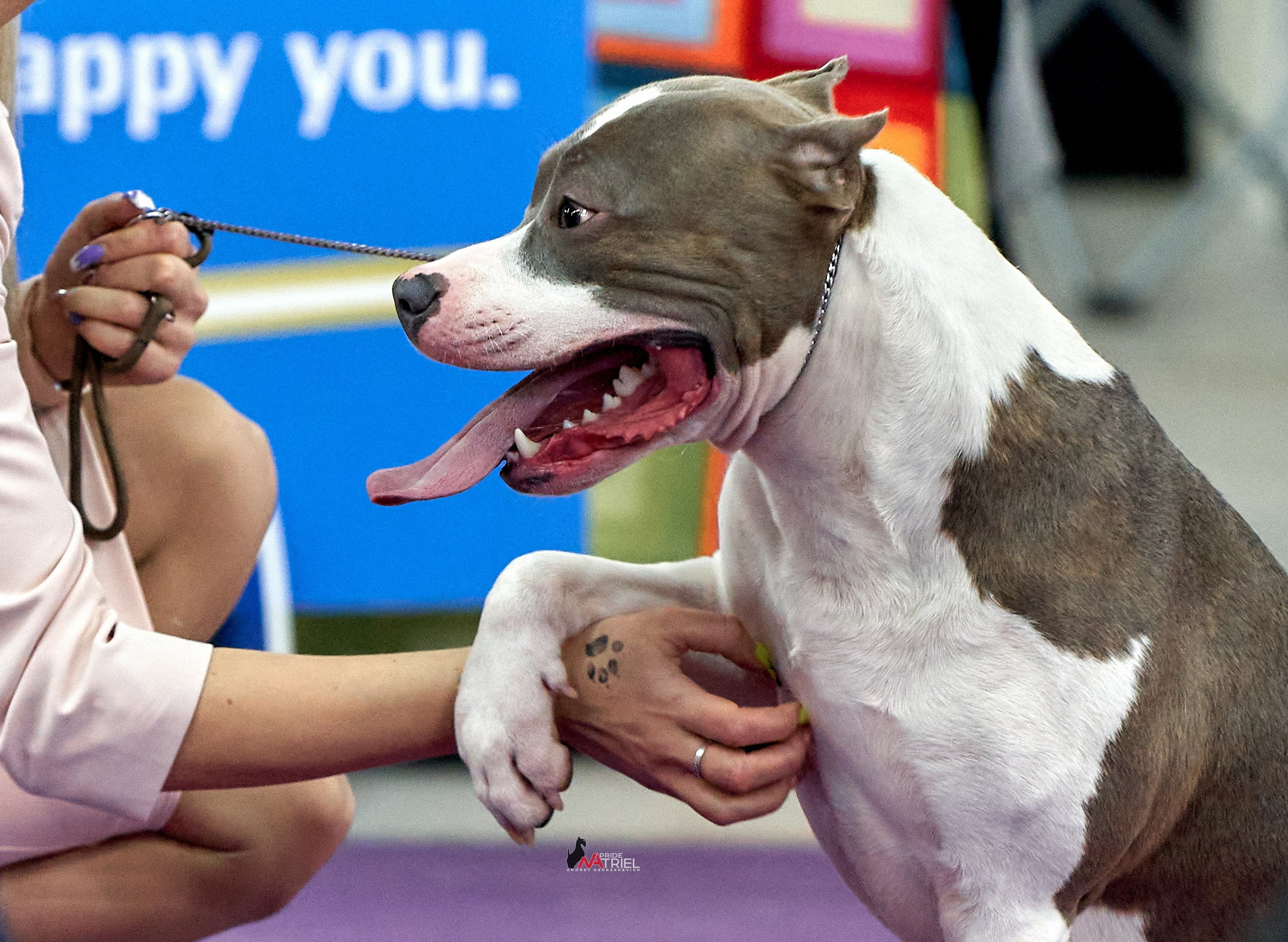 Собаки и Люди — галерея NATRIEL