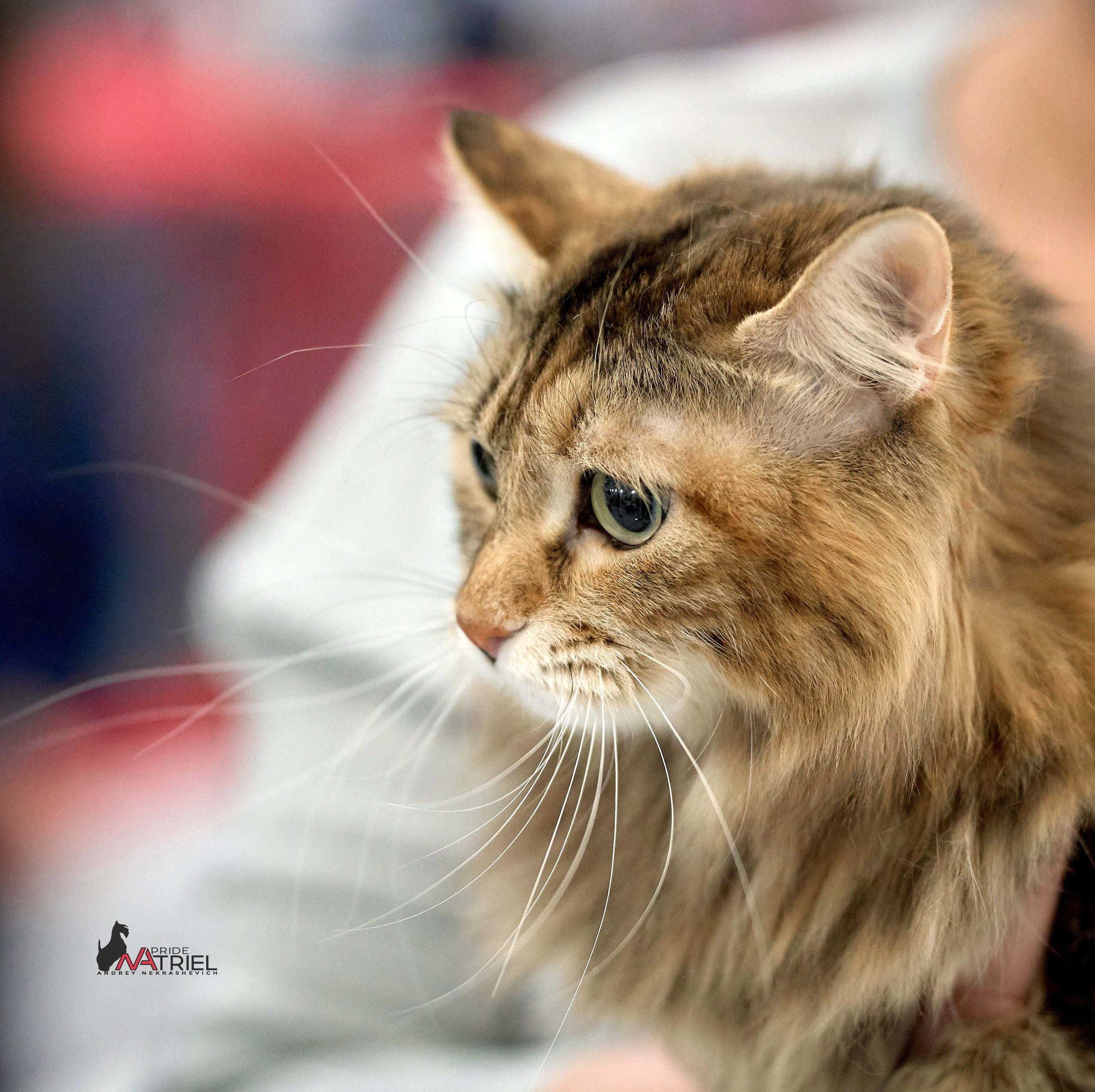 Кошки на выставках — галерея NATRIEL