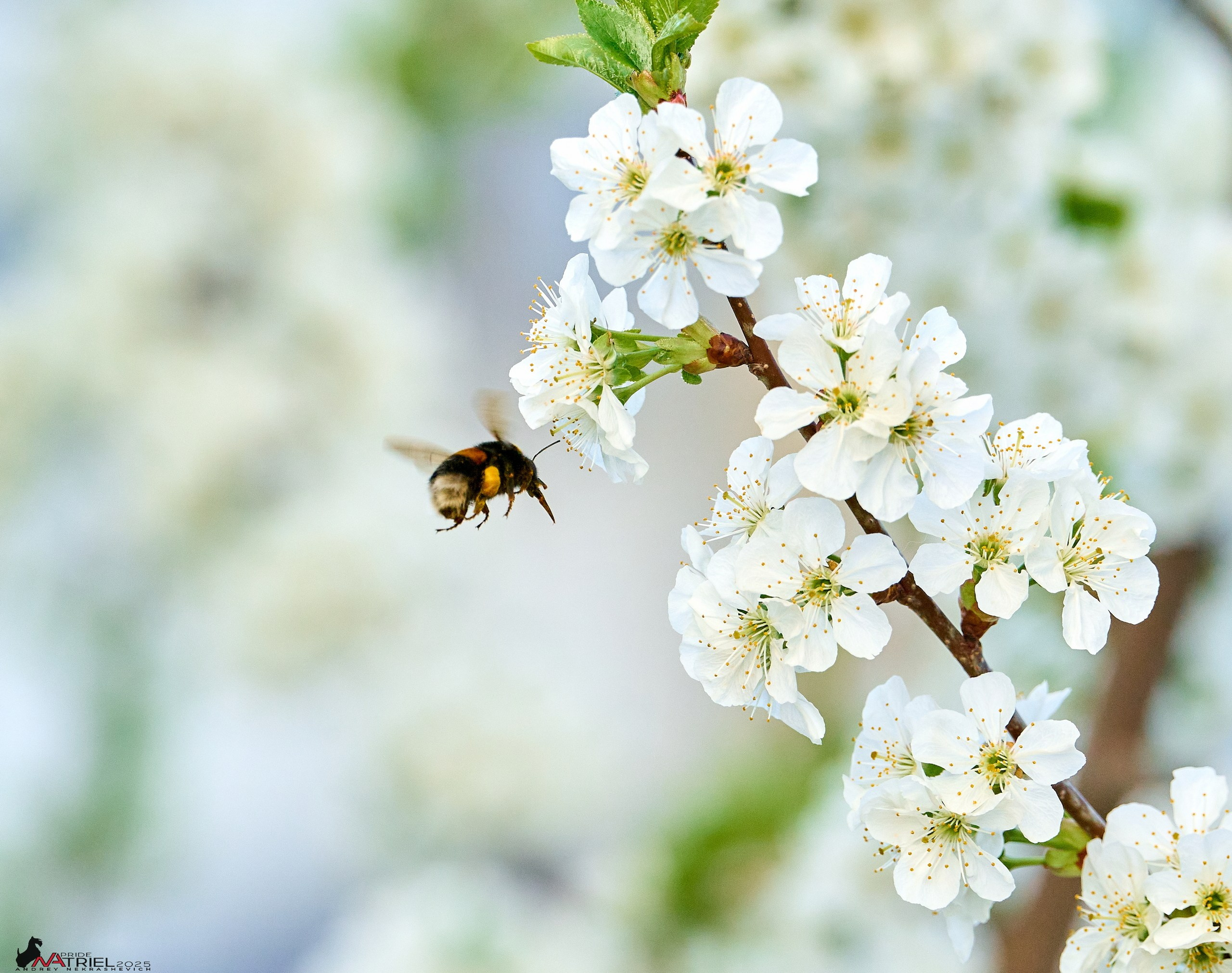 Природа в апреле. Всё в цветении!