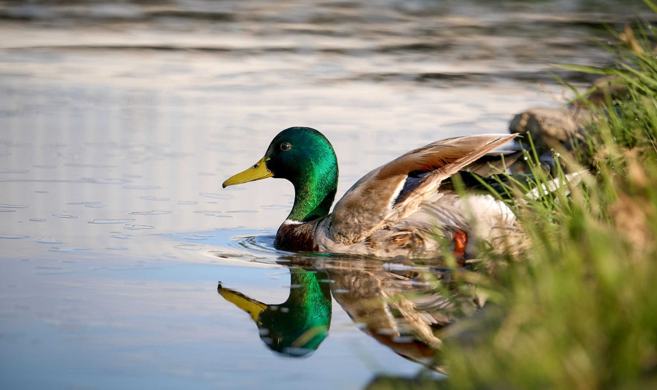 Фото птиц — галерея NATRIEL