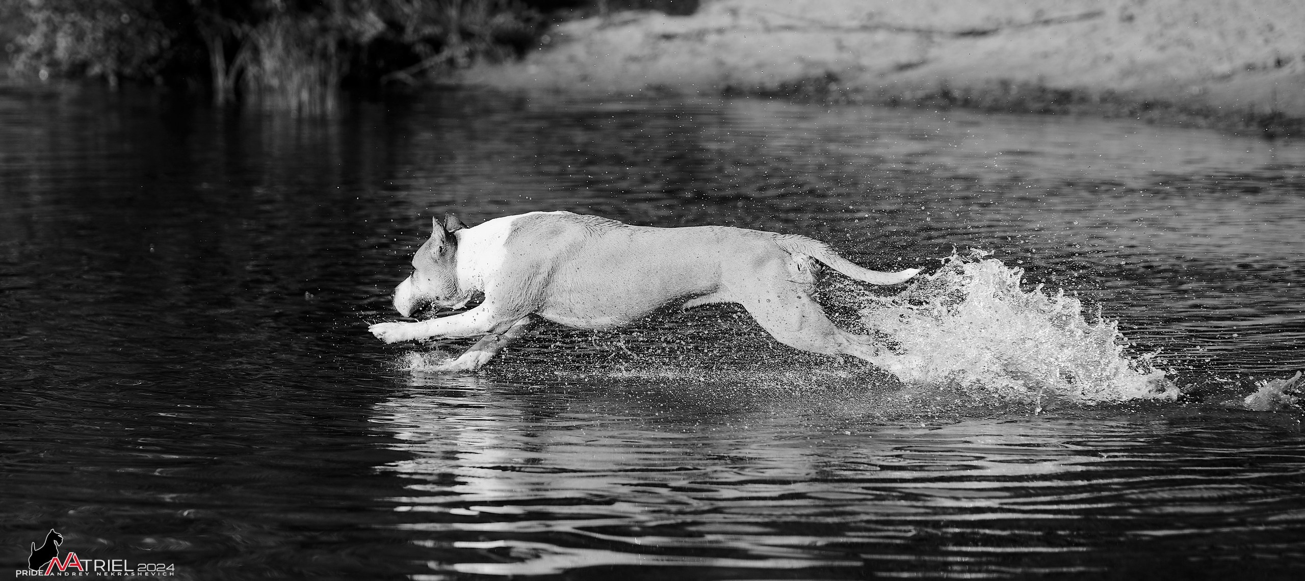 Фотопрогулка с булли