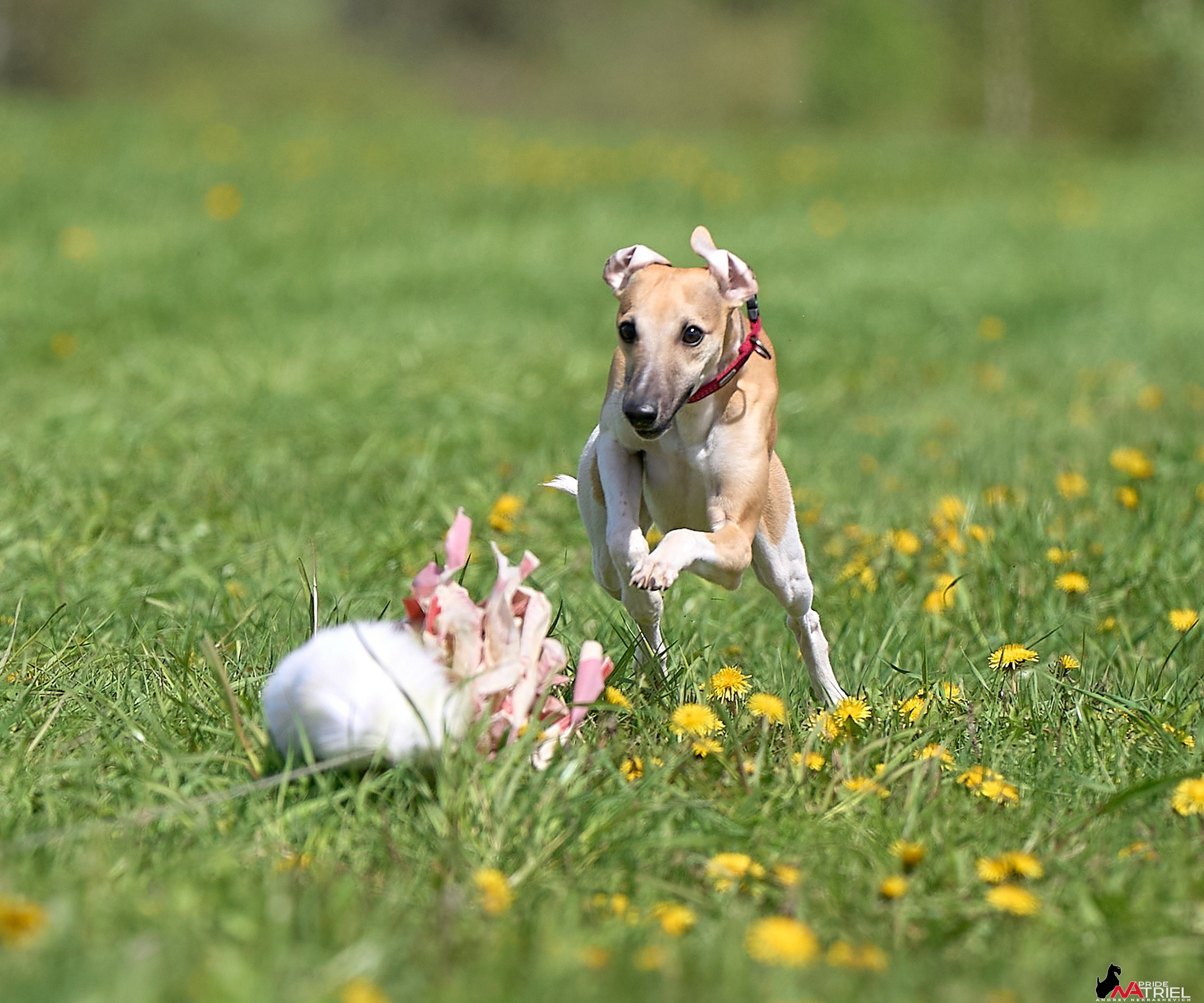 Съемка курсинг — галерея NATRIEL