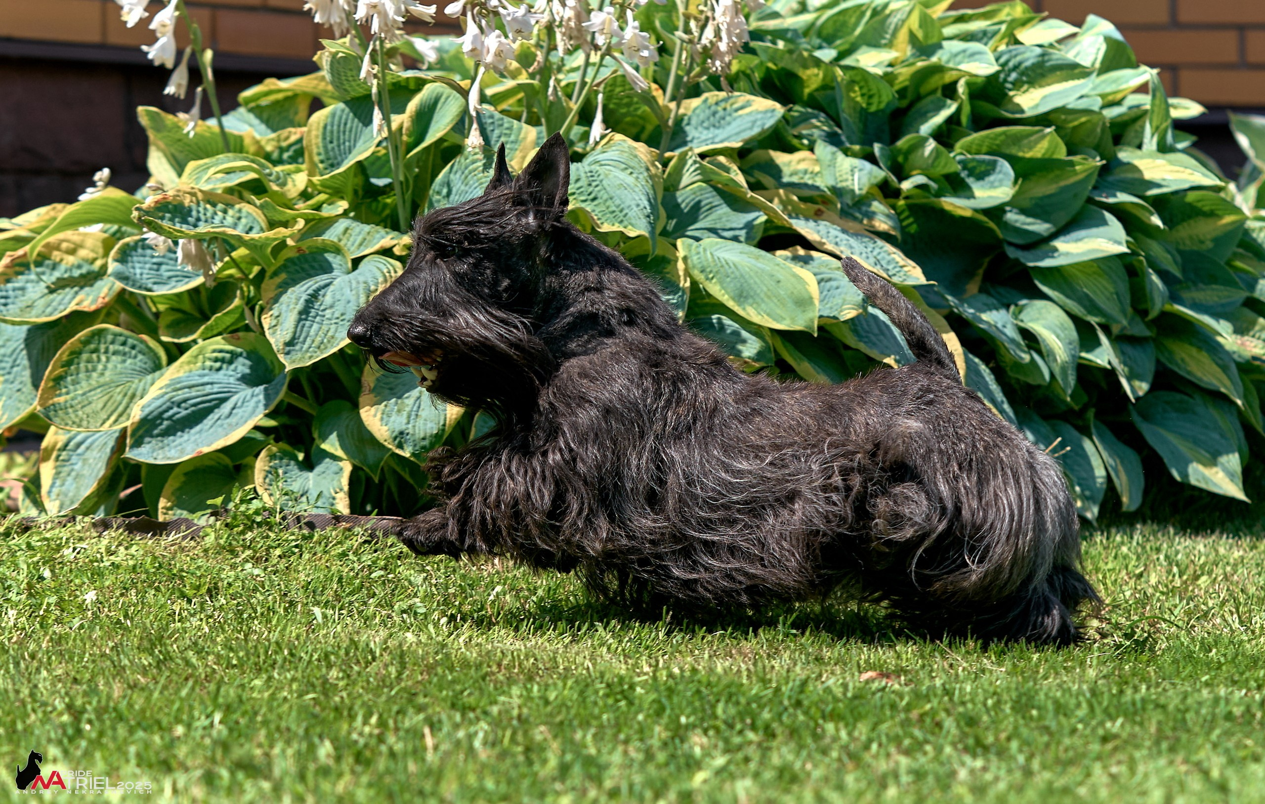 Алабаи и скотч-терьеры в питомнике у Ольги