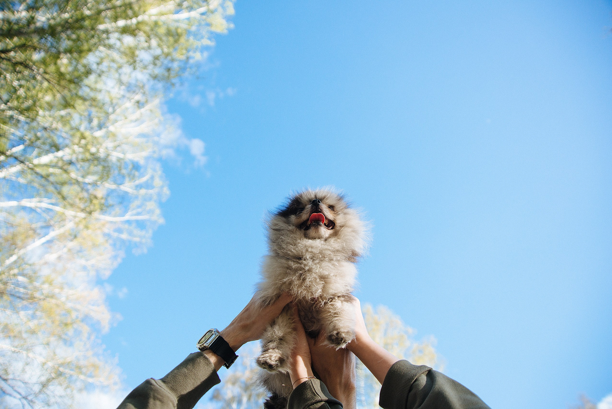 Прогулочная фотосессия lovestory с собачкой. Семейный фотограф Дарья Едапина Новосибирск. Фотограф Дарья Едапина Новосибирск