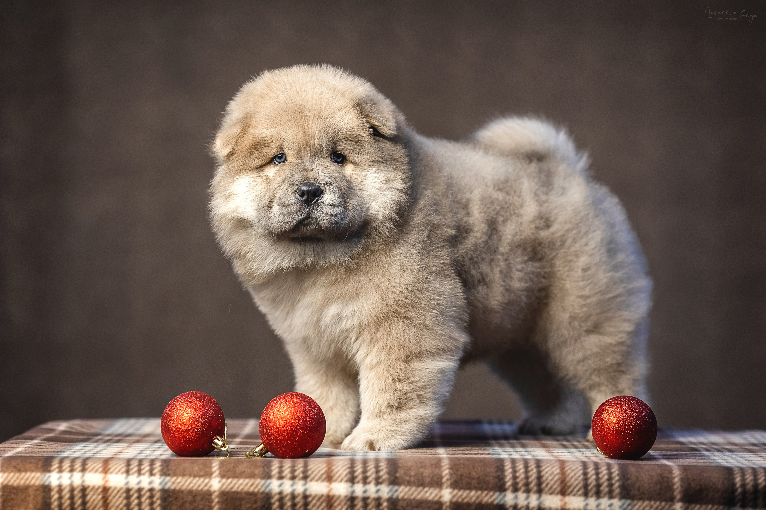 Чаушки. Фотограф анималист Аня Ливанова | Рыбинск
