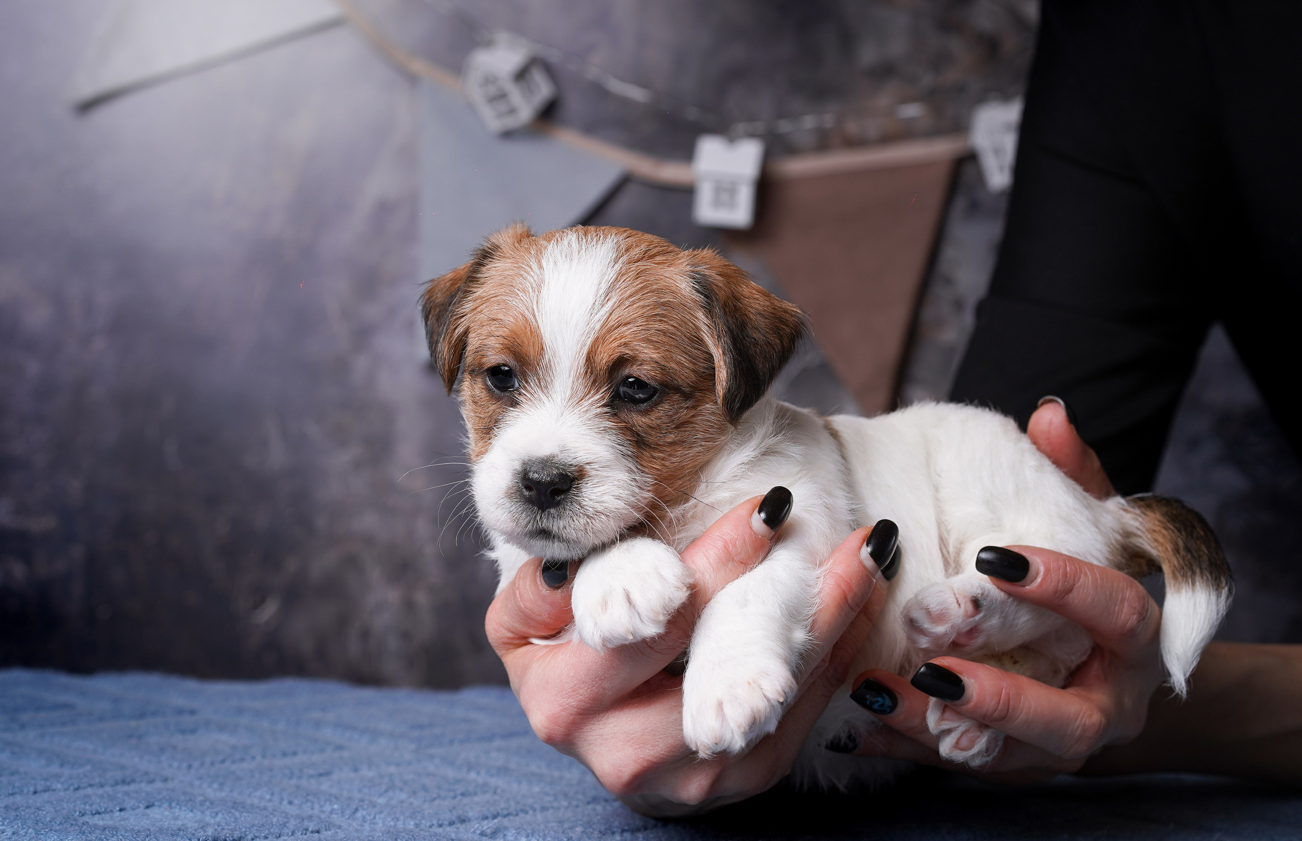 Щенули джек-рассела. Фотограф-анималист в Санкт-Петербурге Яна Мартынова