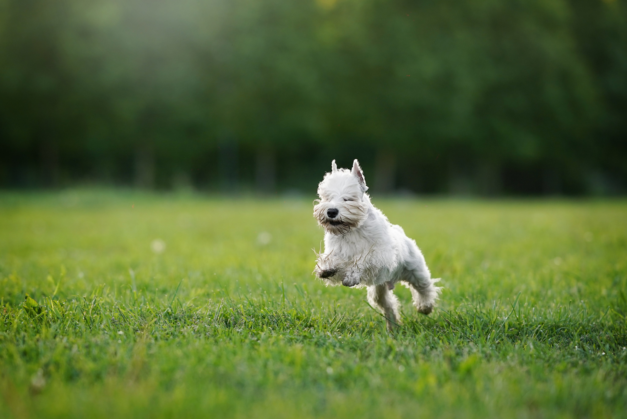 Оля и Доминик. Фотограф-анималист в Санкт-Петербурге Яна Мартынова