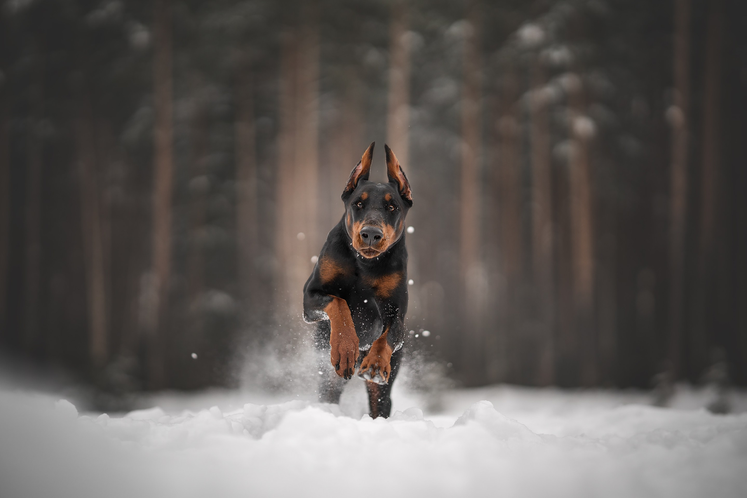 Челси. Фотограф анималист Осипчикова Мария