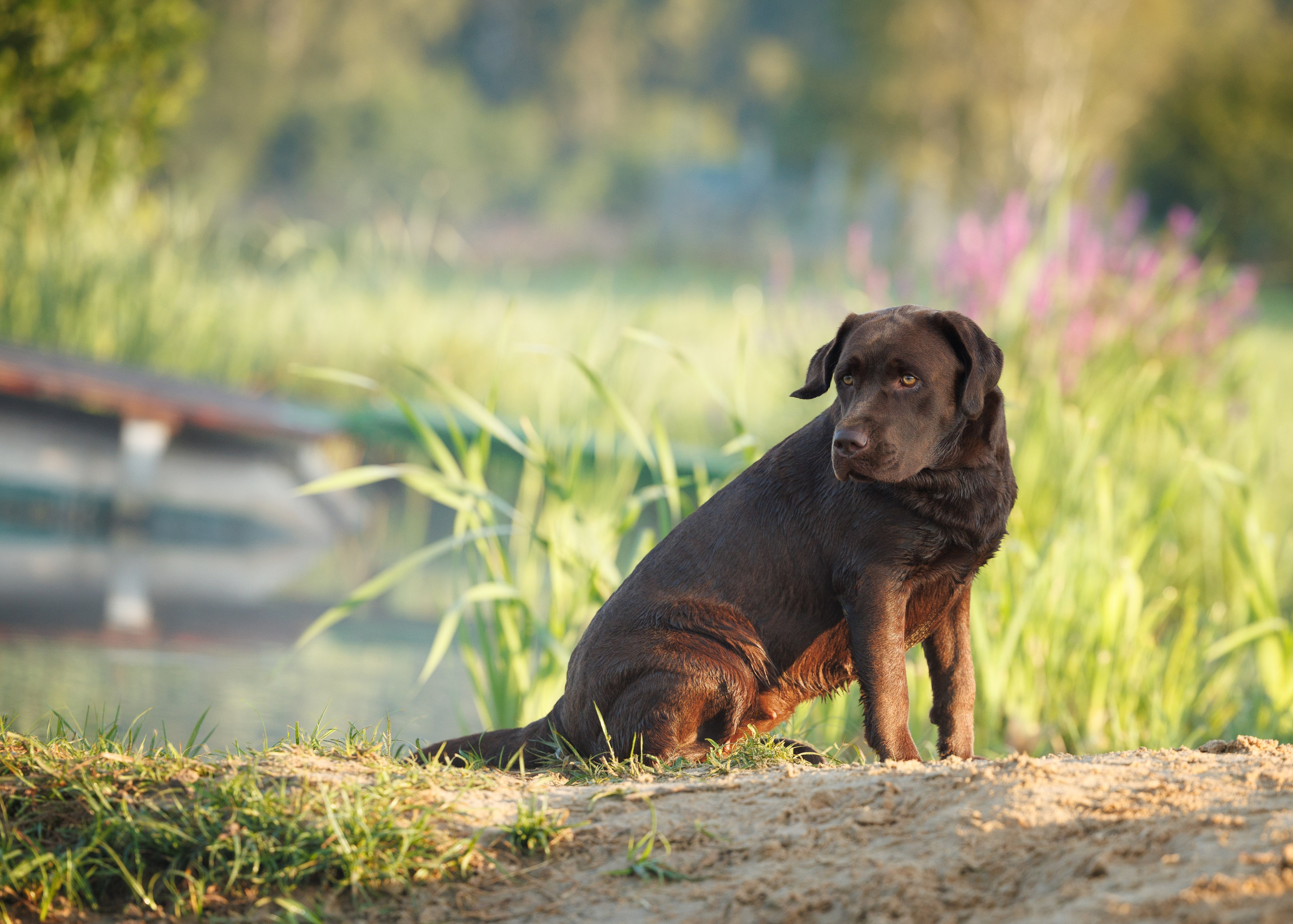 Портфолио: Фотосъёмка собак в Москве и области — авторские образы. Фотограф-анималист и бренд-фотограф в Москве | Фотография собак, людей, бизнес-портрет