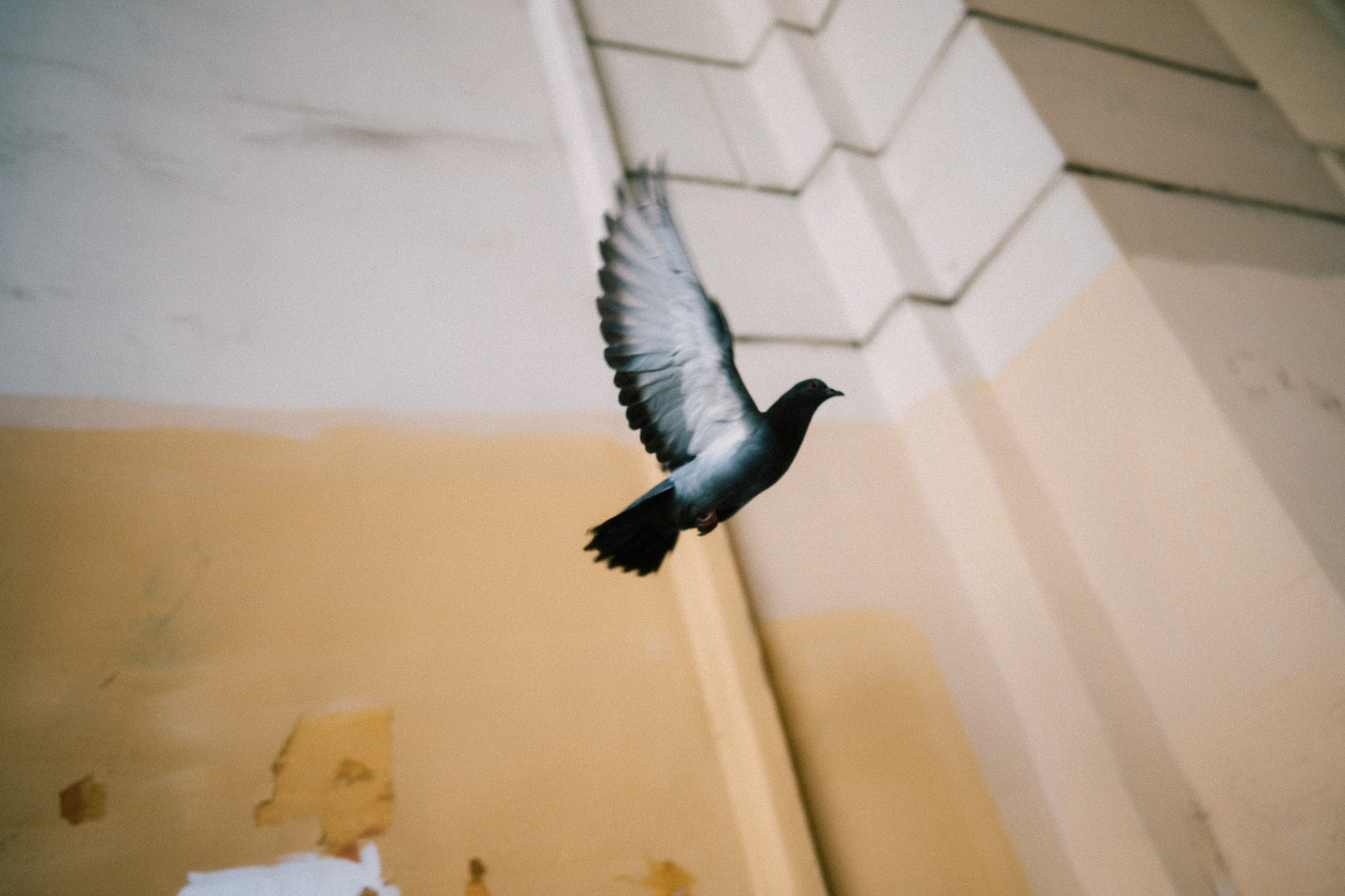 Марина и Денис (полный день). Фотограф на любое событие в Кемерово