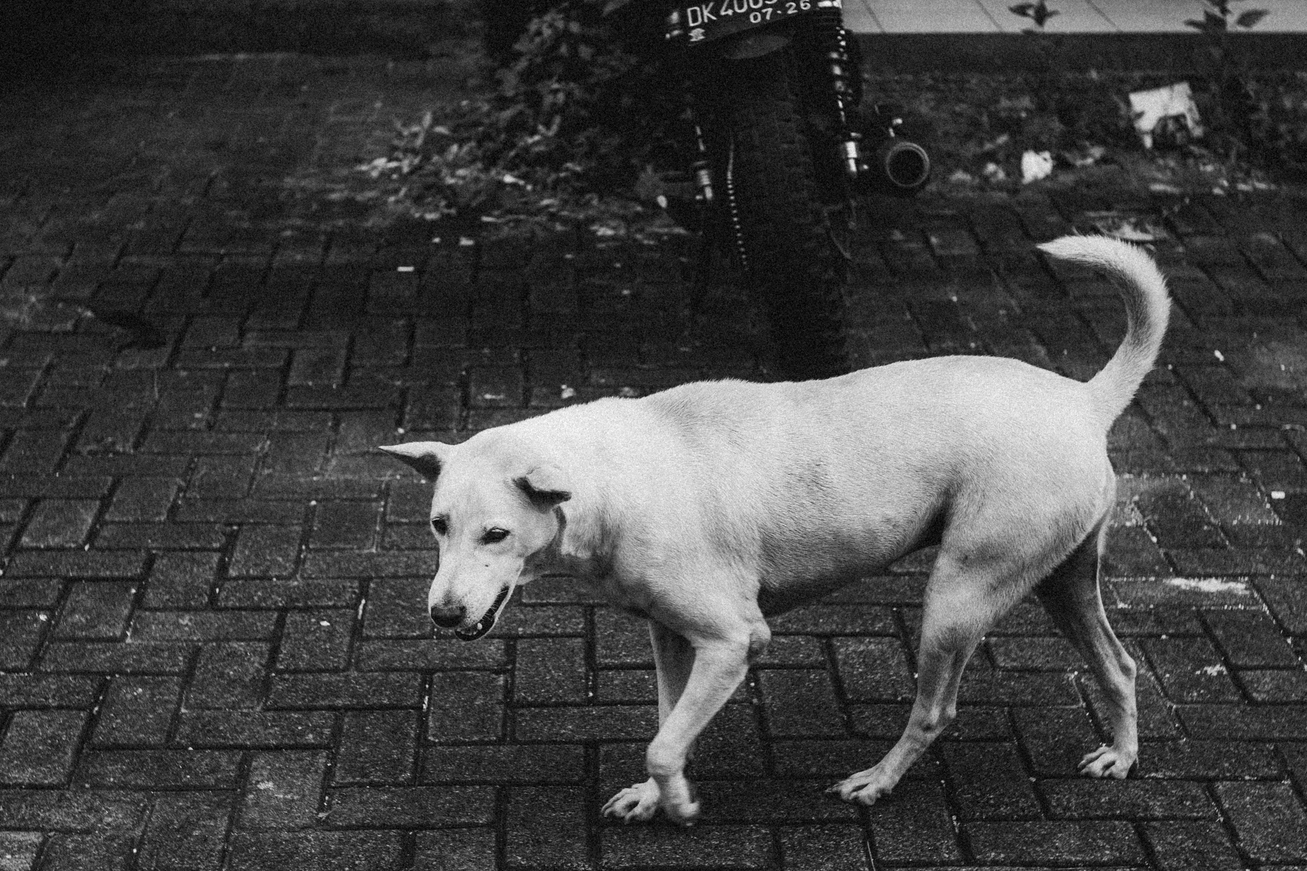 Жизнь. Игорь Гичка. Портрет с любовью