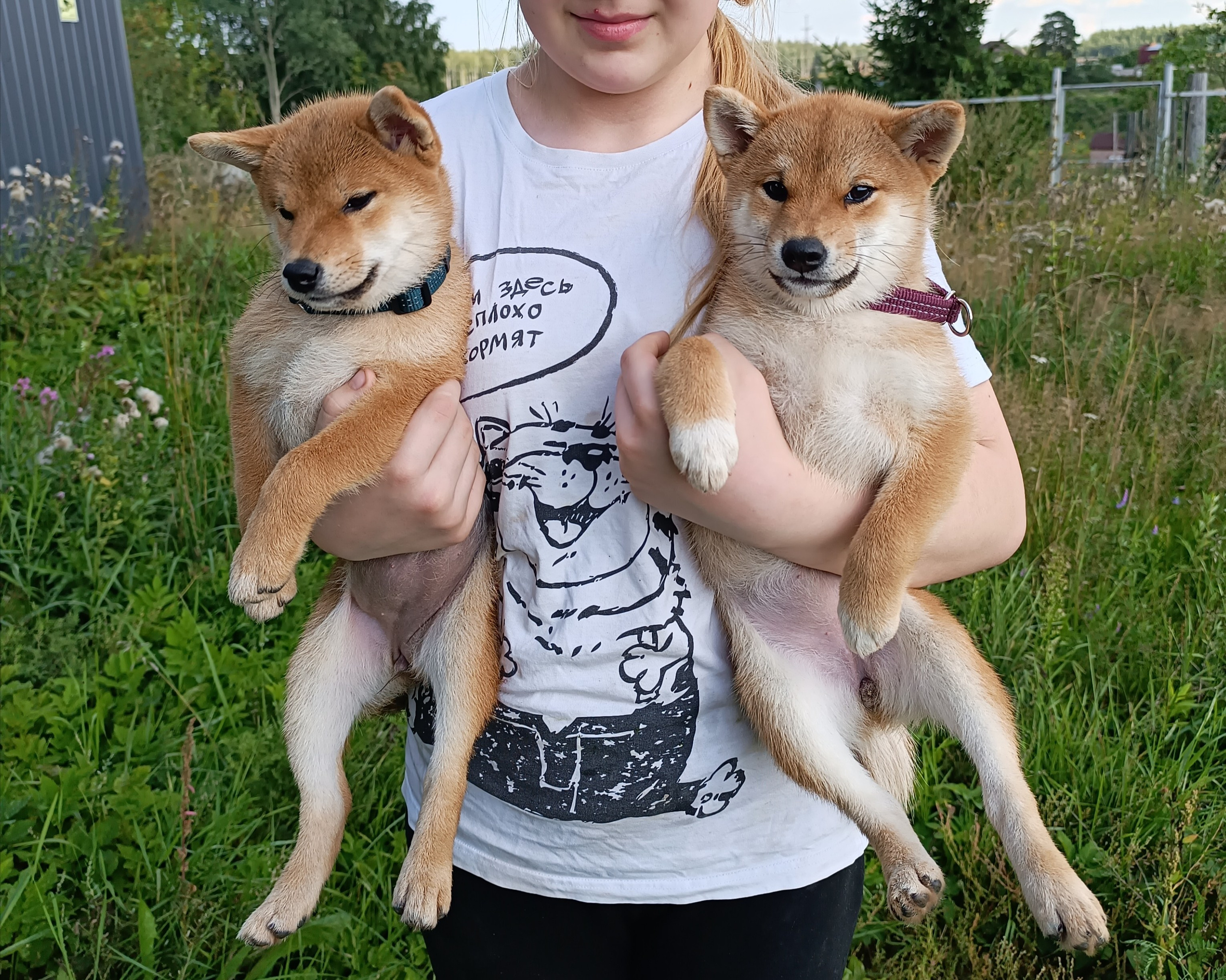 сиба питомник Рубилайт щенки на продажу rubylight  сиба щенки купить СПб Санкт-Петербург