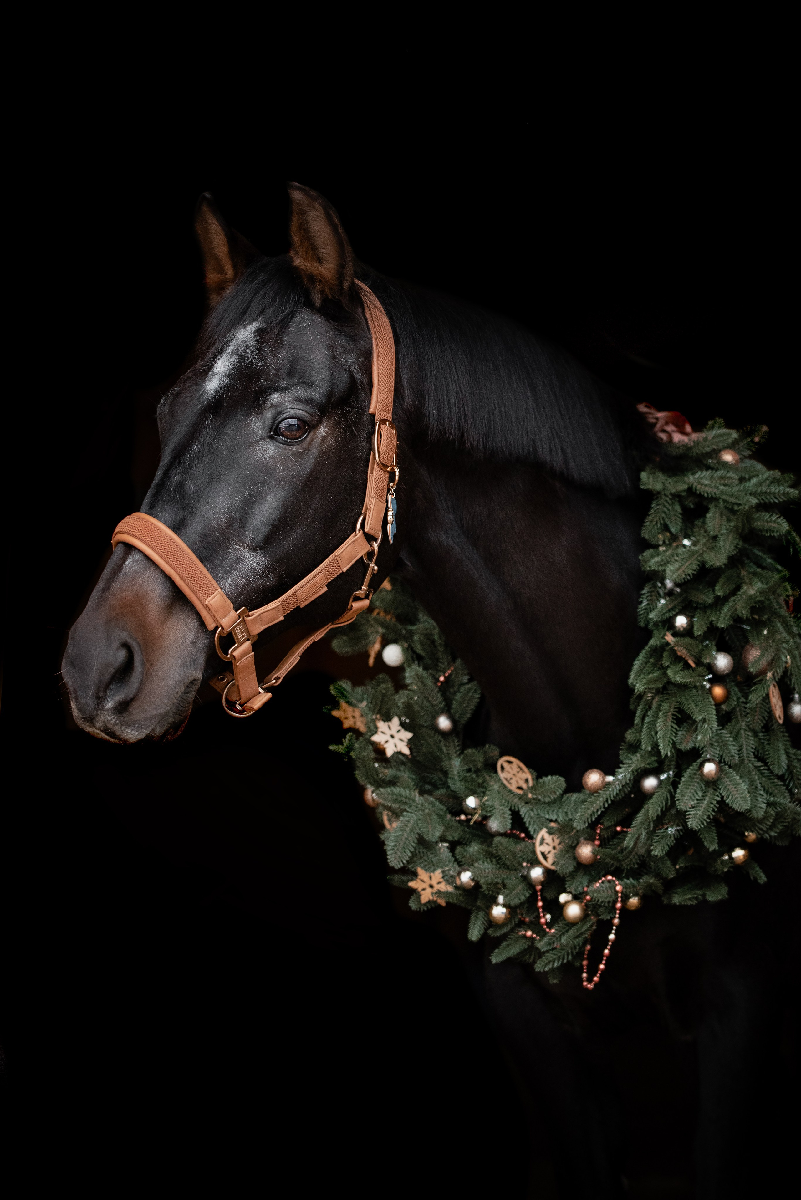 Зимний Настасьин табун. Куракина Дарья • Конный фотограф