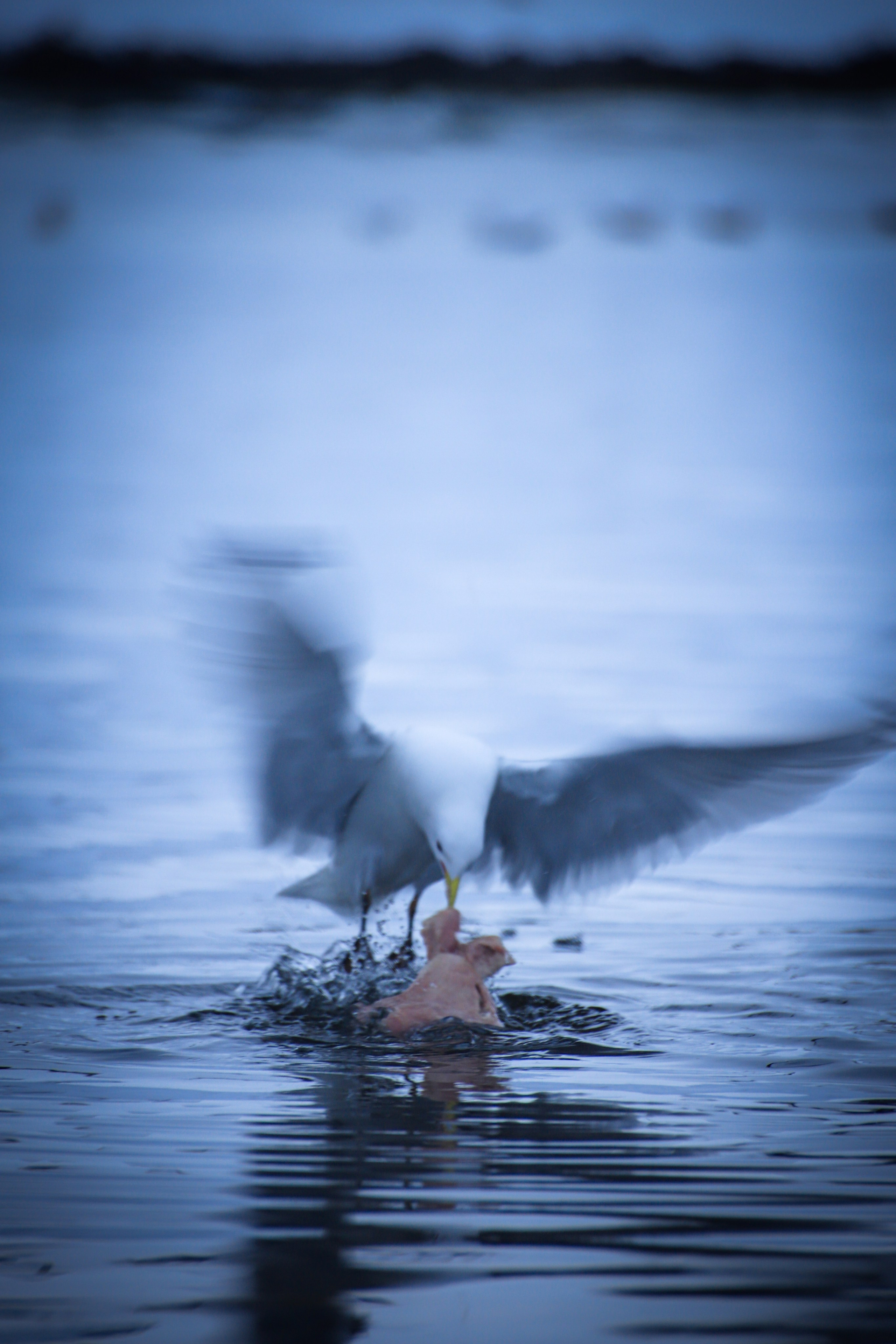 Фото с прогулок и с поездок на Кольский полуостров