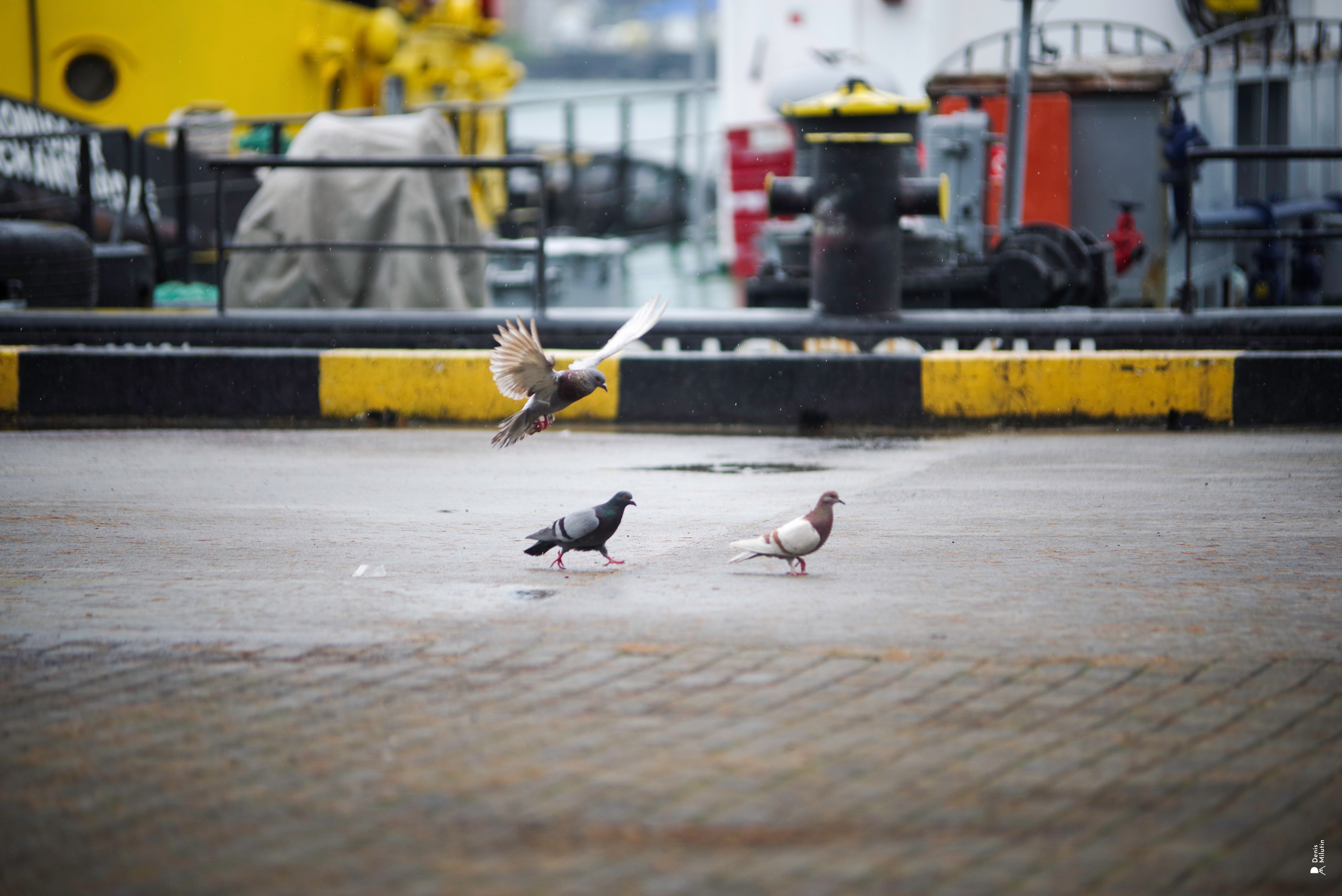 Batumi. Портретный фотограф Денис Милютин