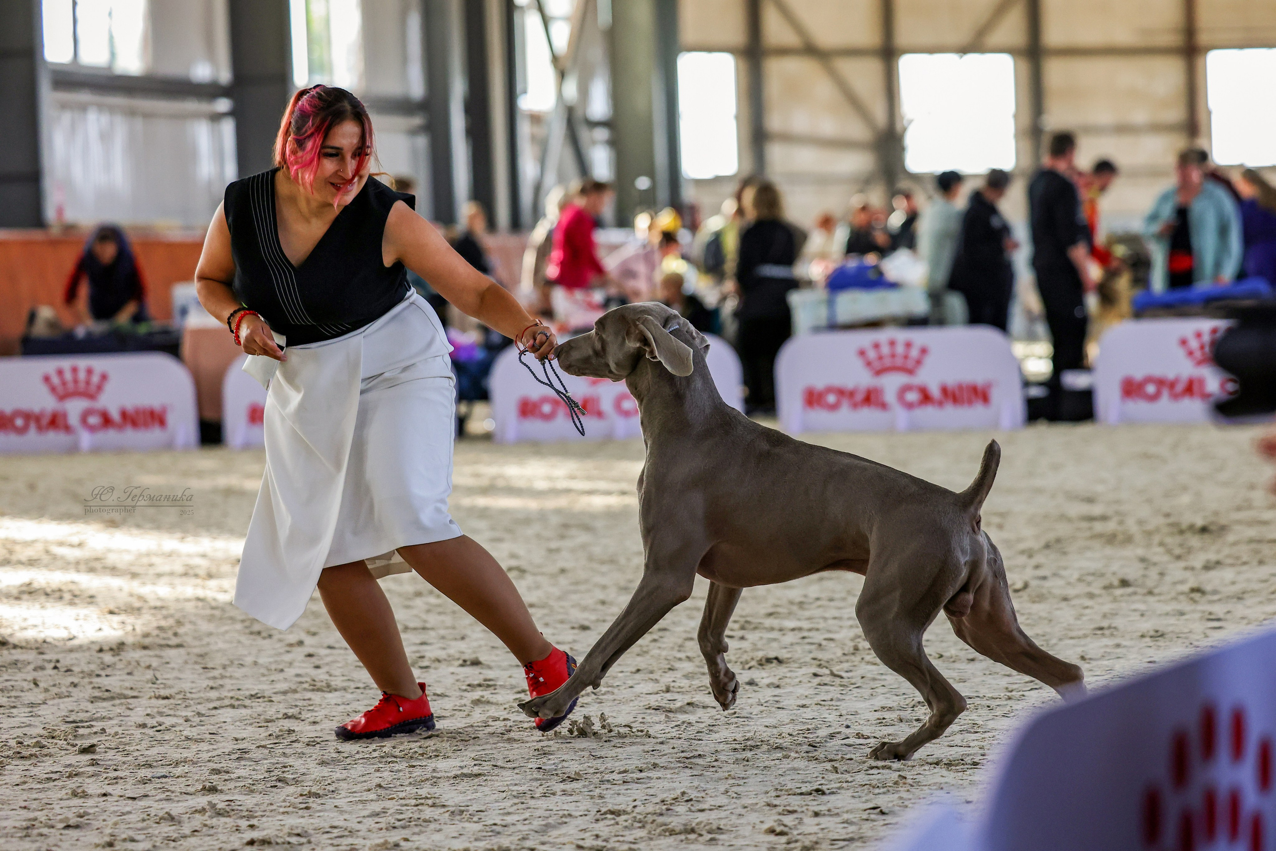 Астана 2хCACIB 26-28.09.2025. Фотограф-анималист Юлия Германика