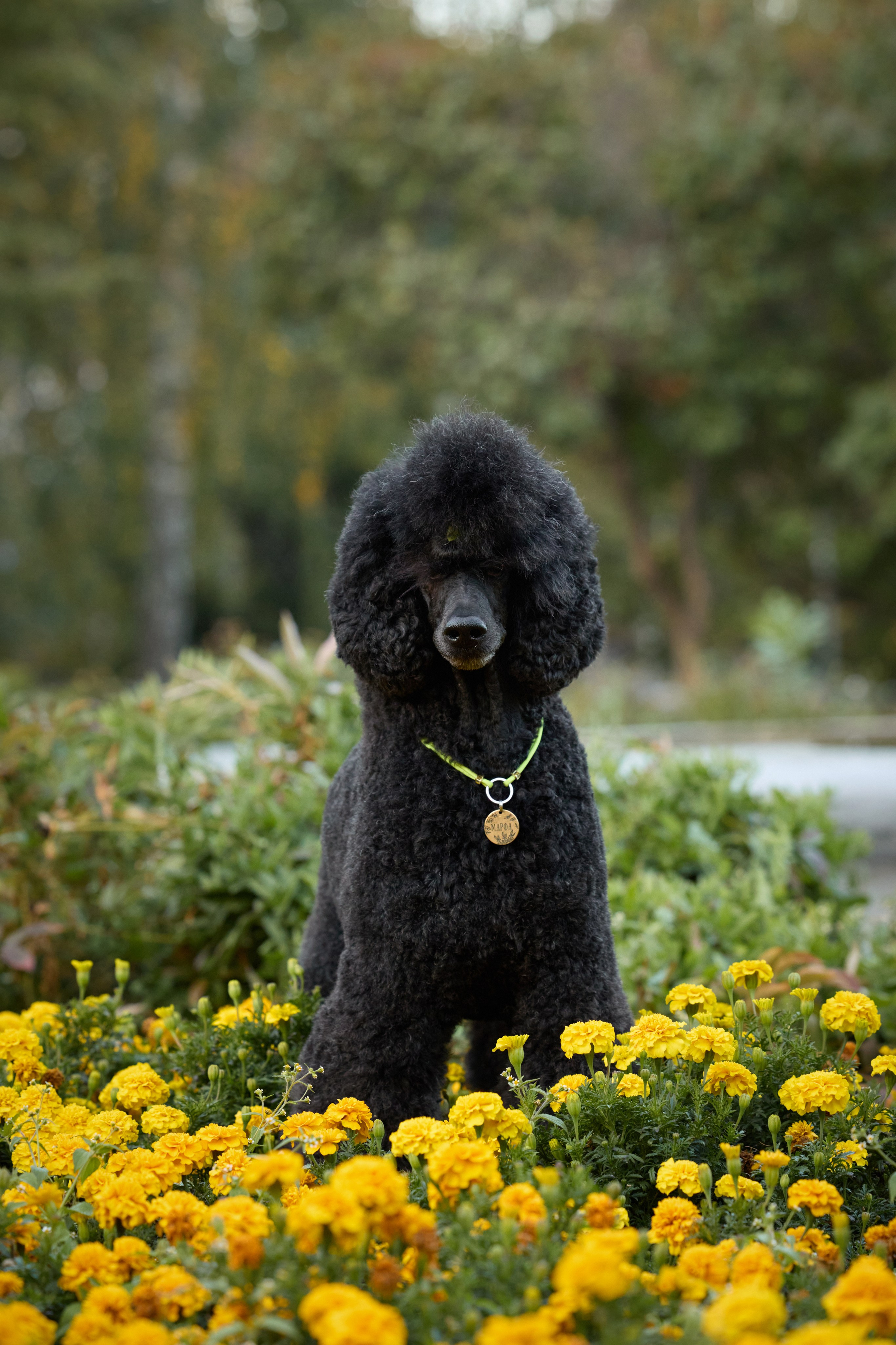 Альбина. Марфа и Мистик. Прогулка в парке. Фотограф анималист в Казани Алина Сулейманова. Фотограф животных
