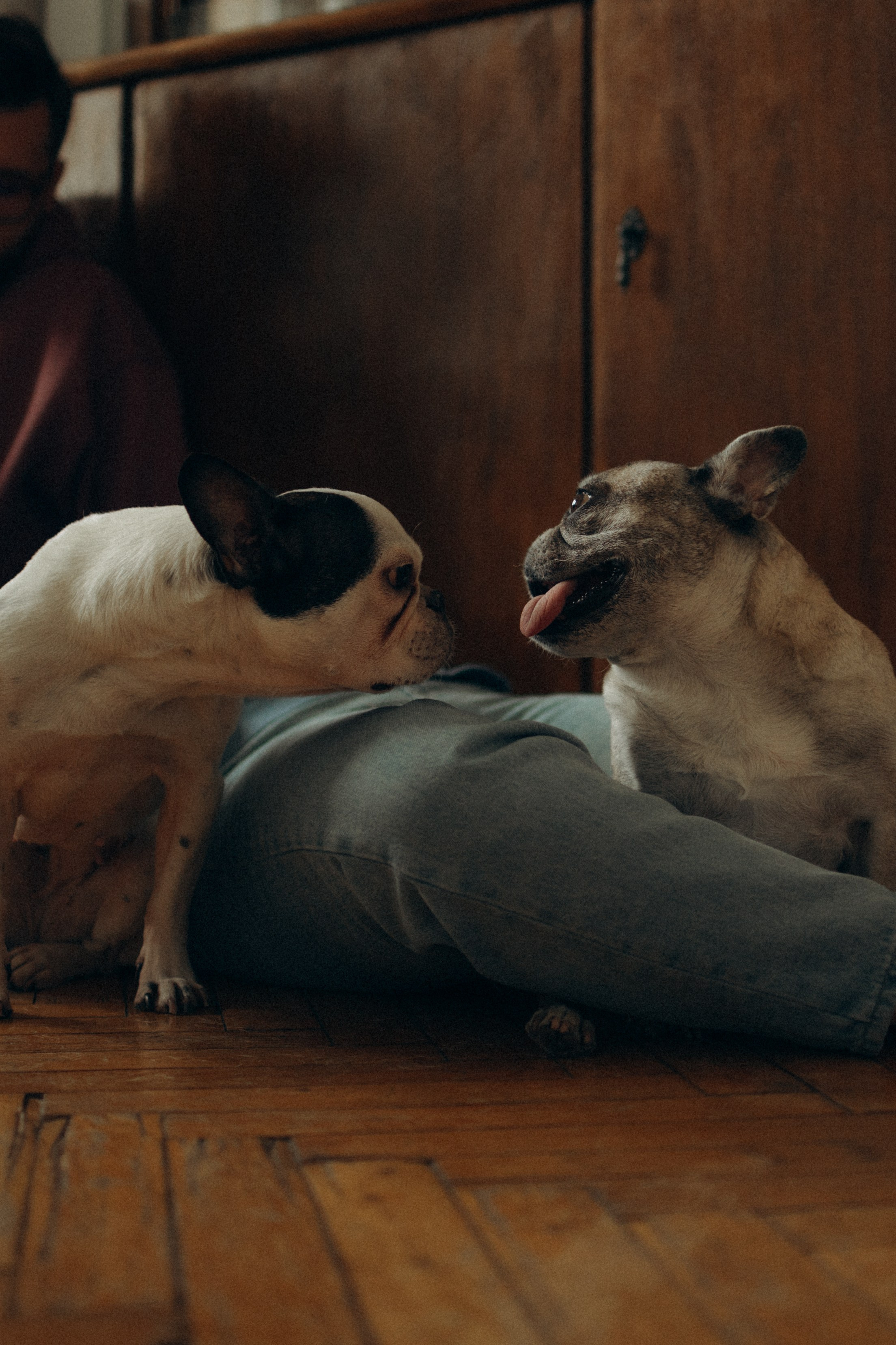 Зефирка, Булка и их Ро. Фотораф — анималист Мария Шистка