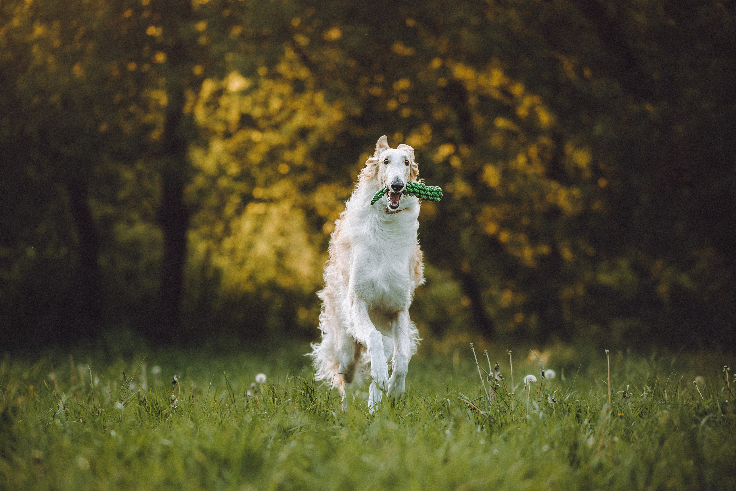 Илай, Зайка и их семья