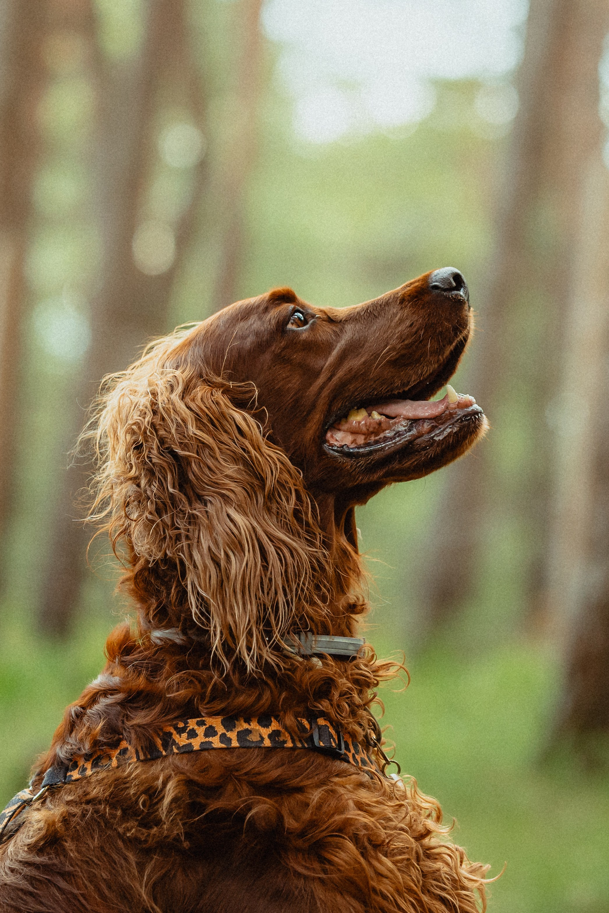 Выездной дог-тренинг от школы «Шерсть имею»