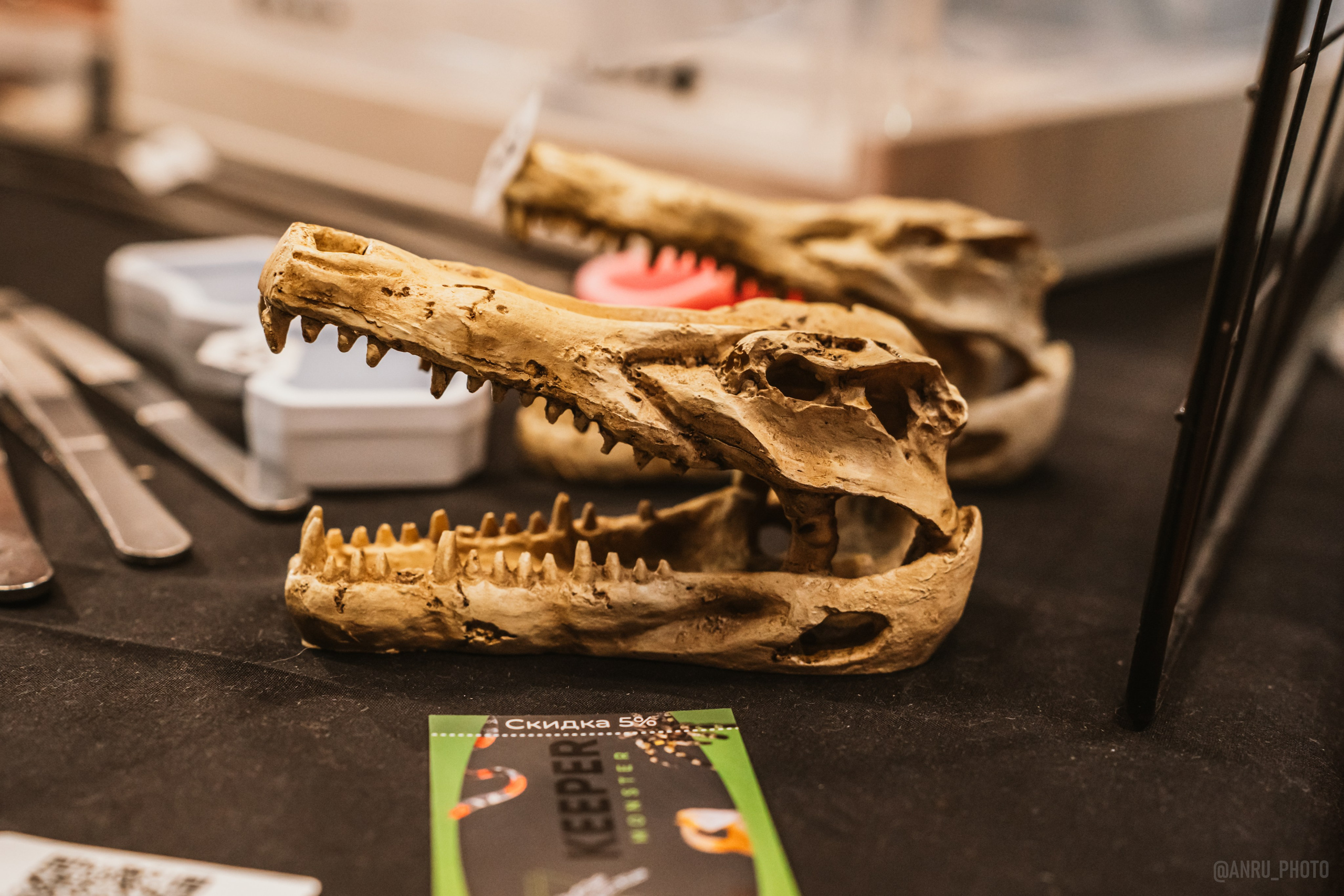 Рептилиум (ручная работа). Репортажный фотограф Анастасия Рубцова