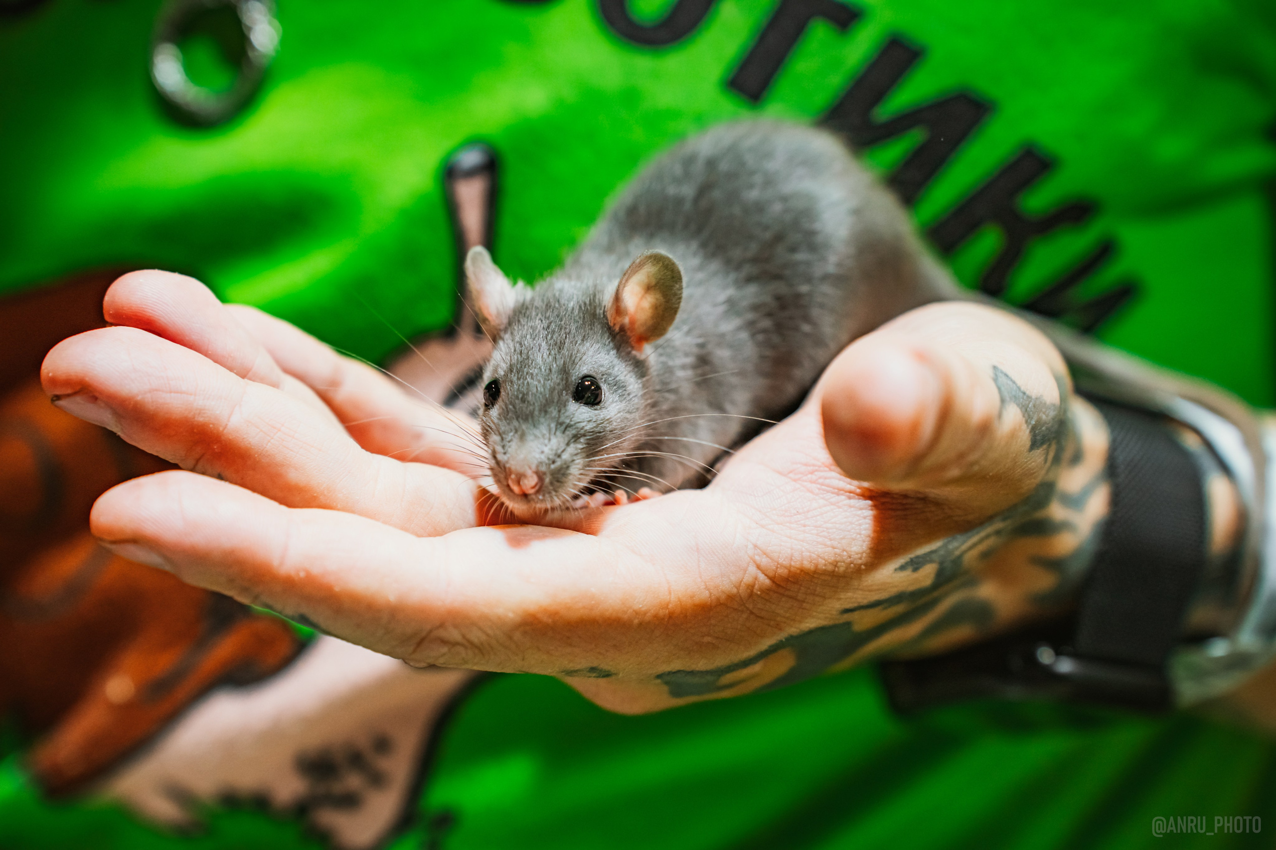 Рептилиум. Репортажный фотограф Анастасия Рубцова