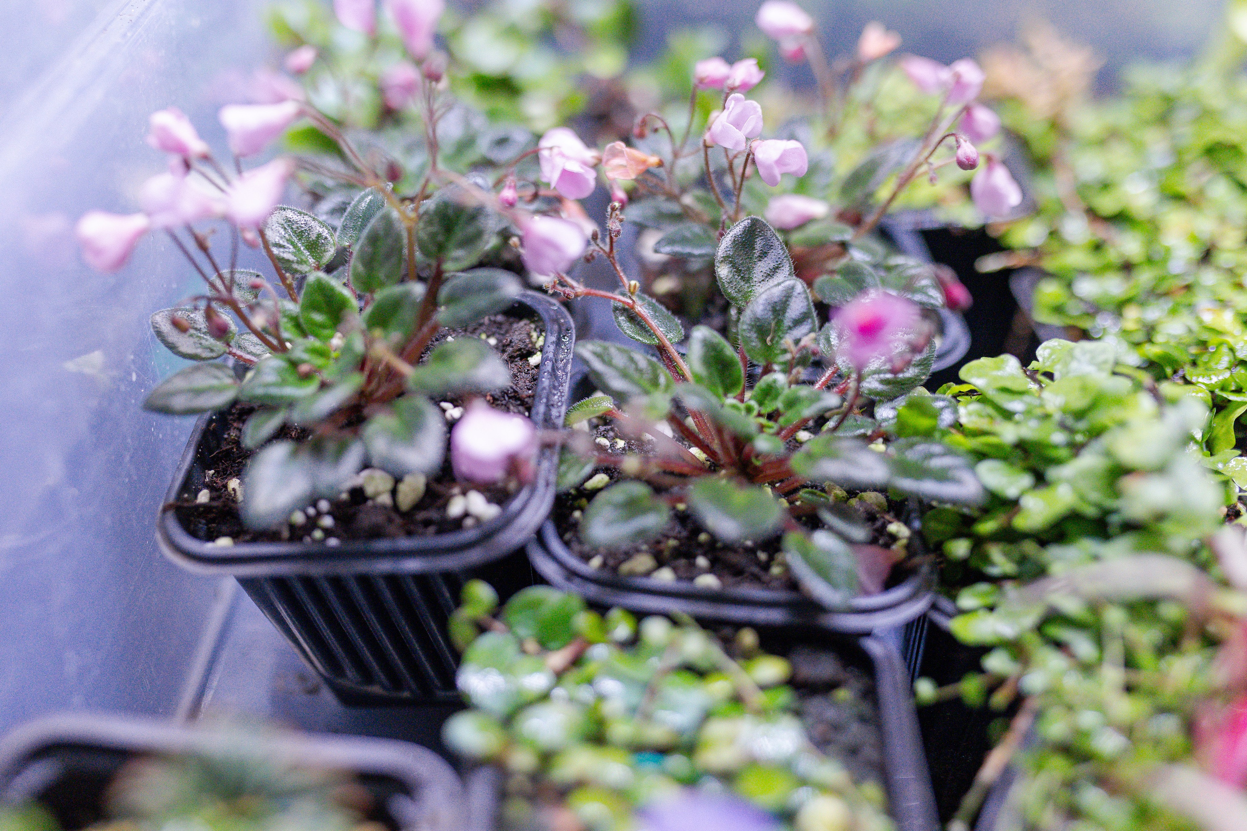 Орхидиум 12.2025. Александра Куликова фотограф, Москва