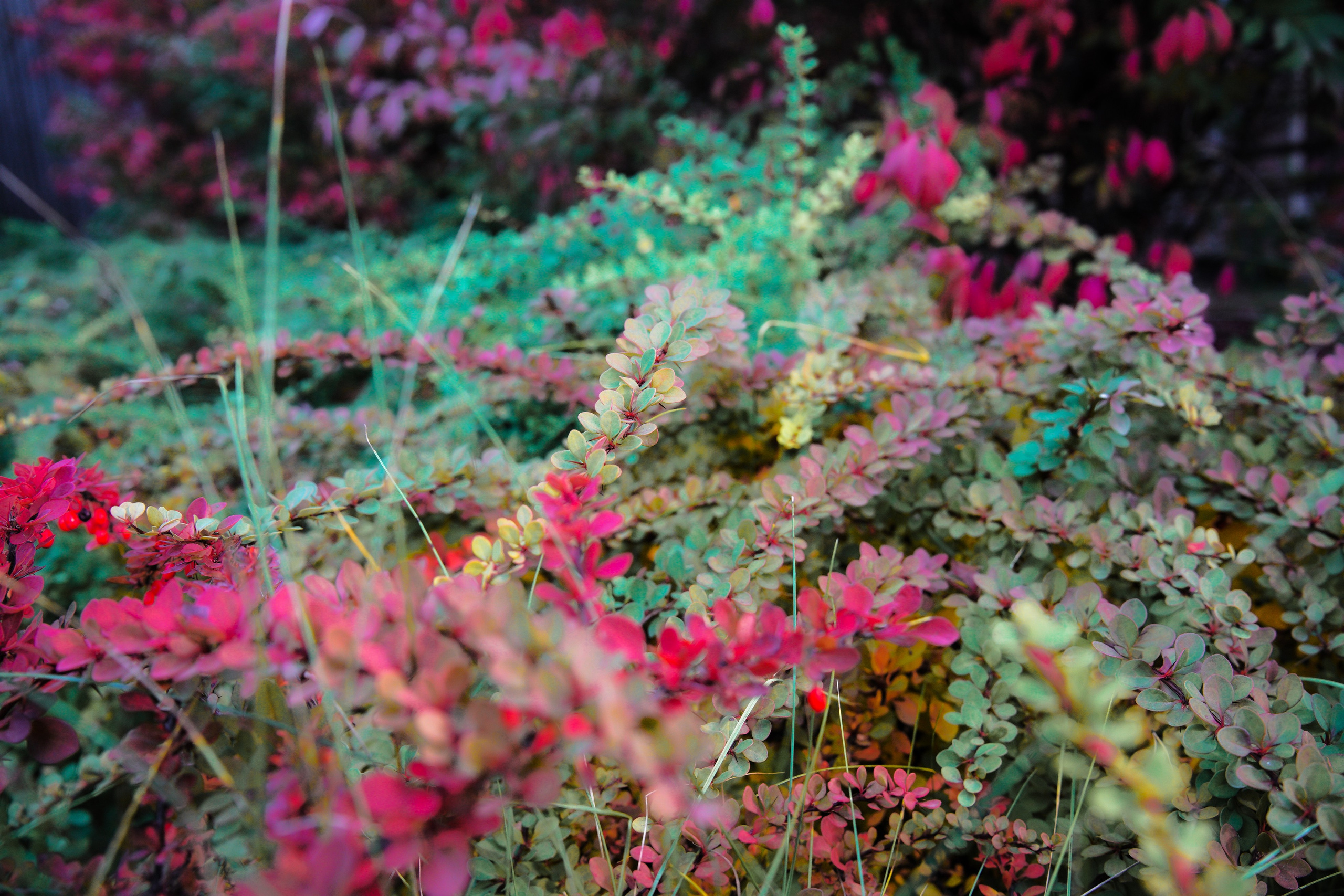 Осень 2025. Фотограф из Москвы — DASHA NOVA | Авторская фотография в разных жанрах