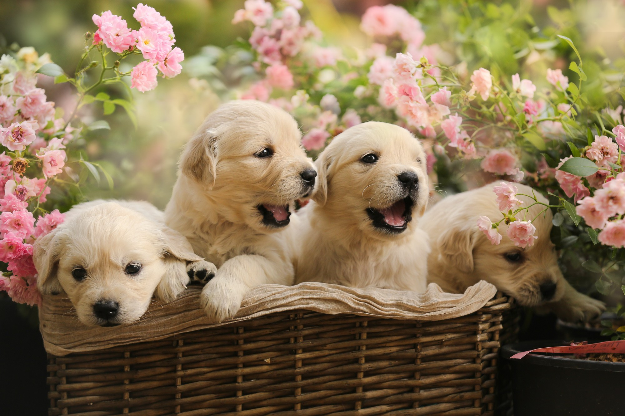 Фотосъёмки щенков. Фотограф-анималист Natalia Deingel | Фотосъемка собак в Москве